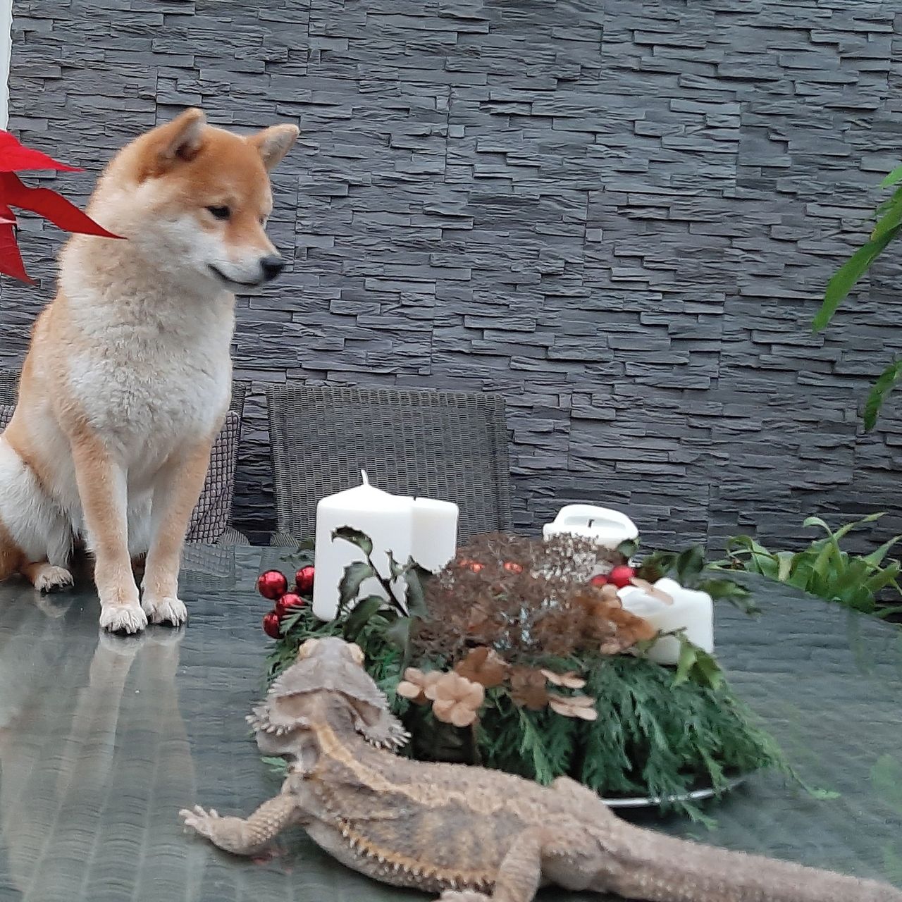 Soutěžní fotografie - Myia,  Shiba