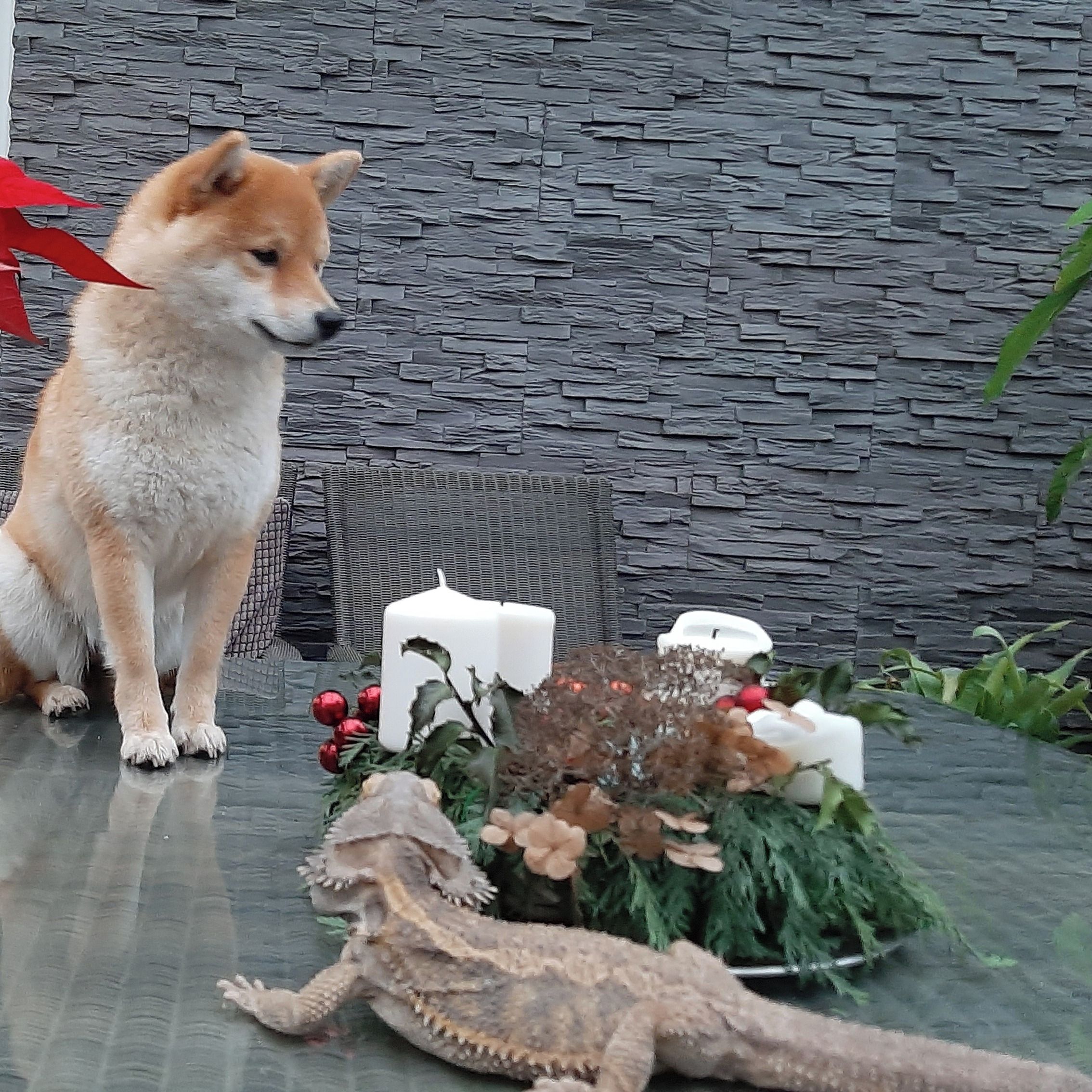 Soutěžní fotografie - Myia,  Shiba