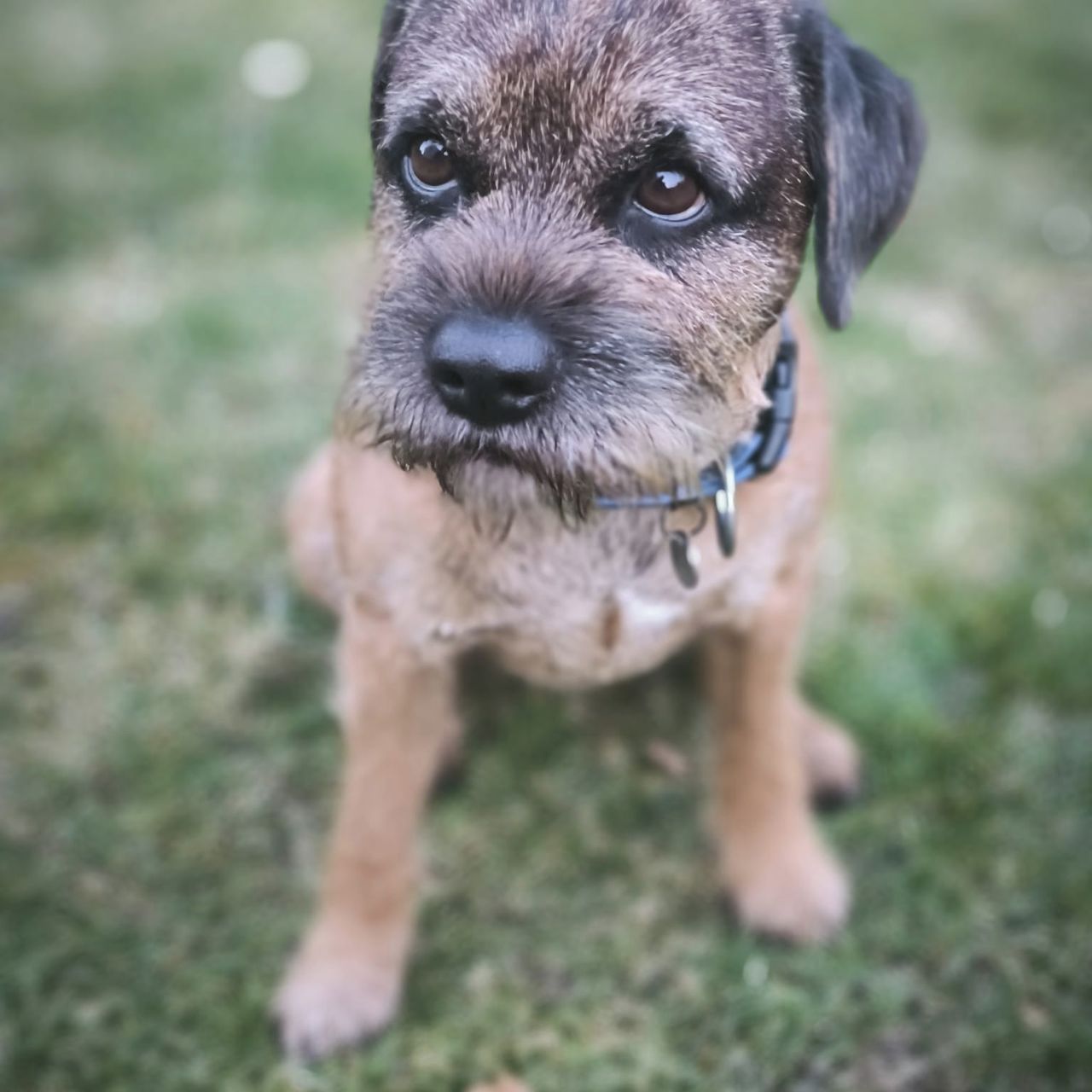 Soutěžní fotografie - Buddy,  Border terier