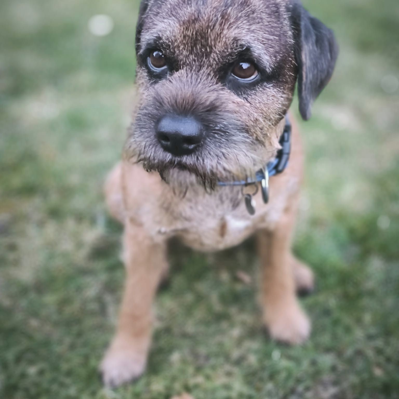 Soutěžní fotografie - Buddy,  Border terier