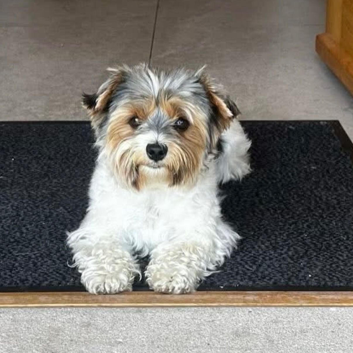 Soutěžní fotografie - Hugo,  Yorkšírský terier