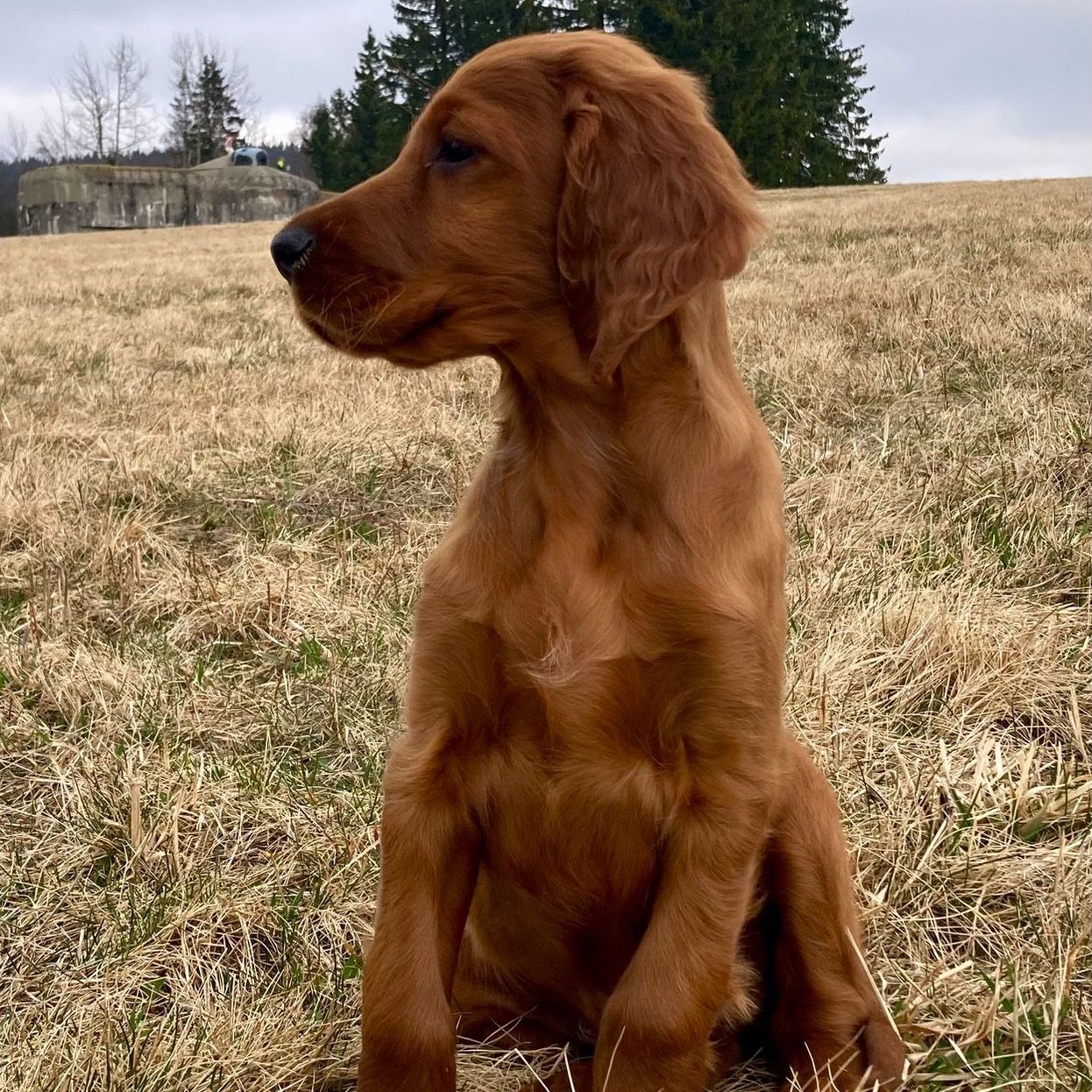 Soutěžní fotografie - Jasper,  Irský setr