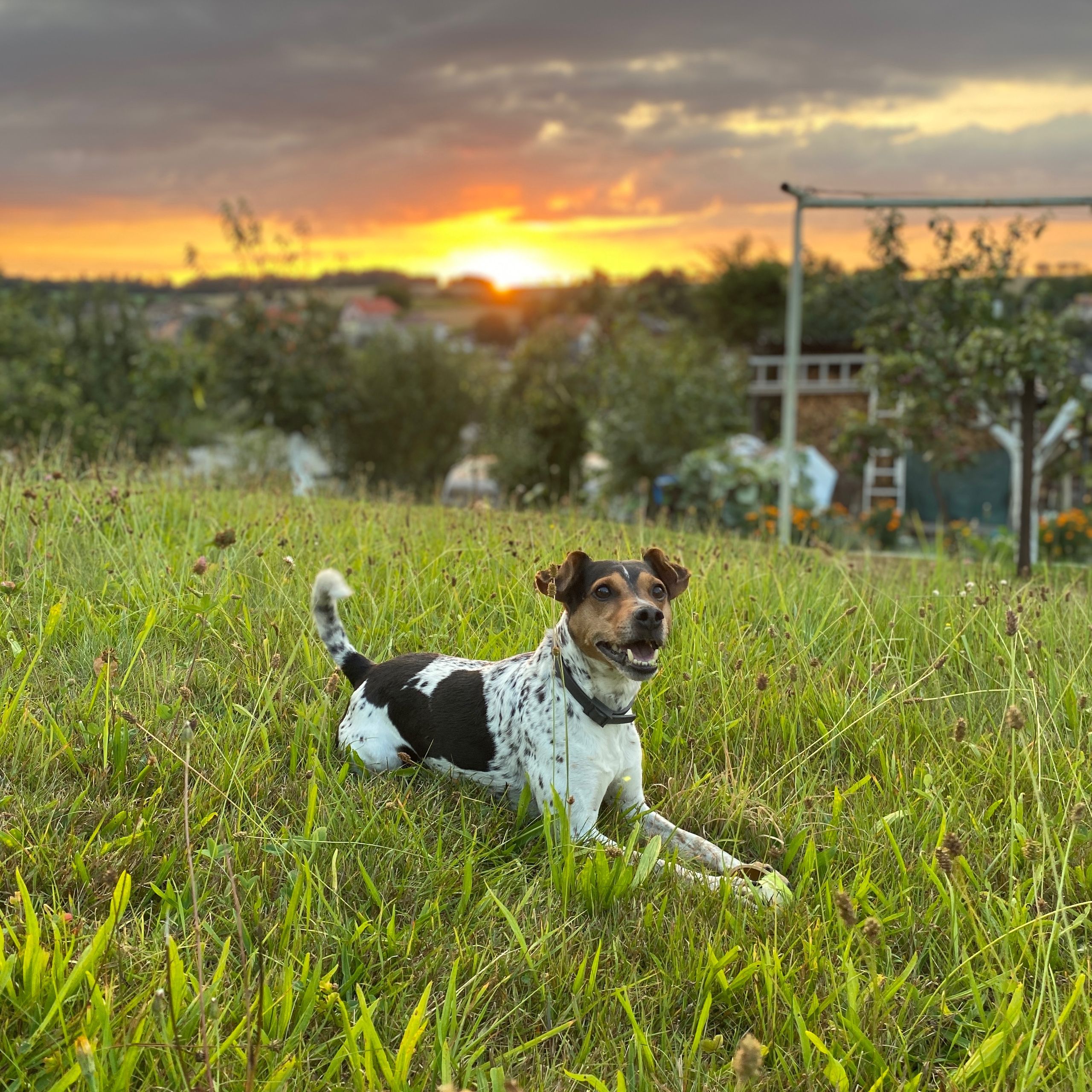 Soutěžní fotografie - Torisek,  Jack Russell Teriér