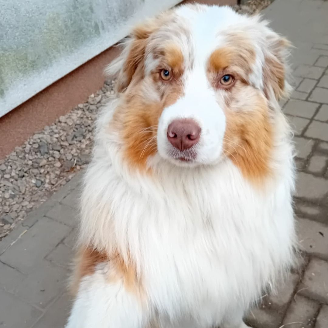 Soutěžní fotografie - Moogy,  Australský ovčák