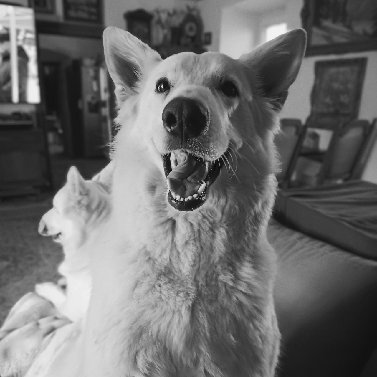 Soutěžní fotografie - Luna,  Bílý švýcarský ovčák