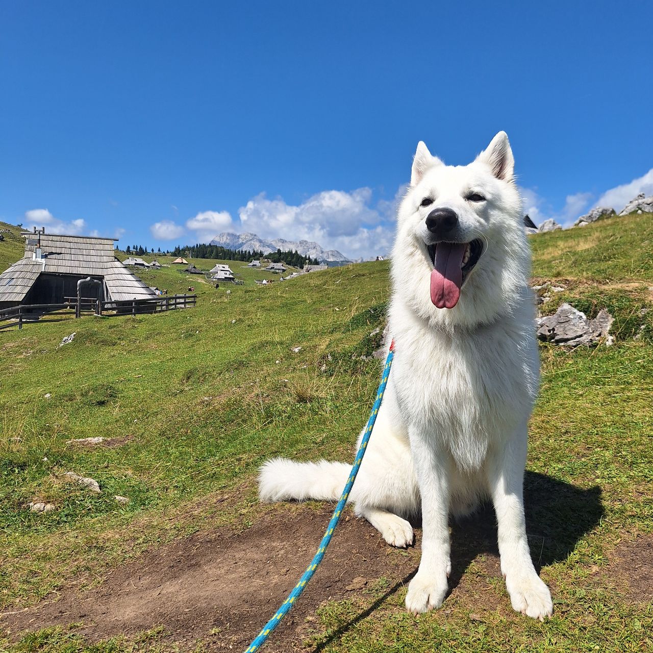 Soutěžní fotografie - Artur,  Bílý švýcarský ovčák