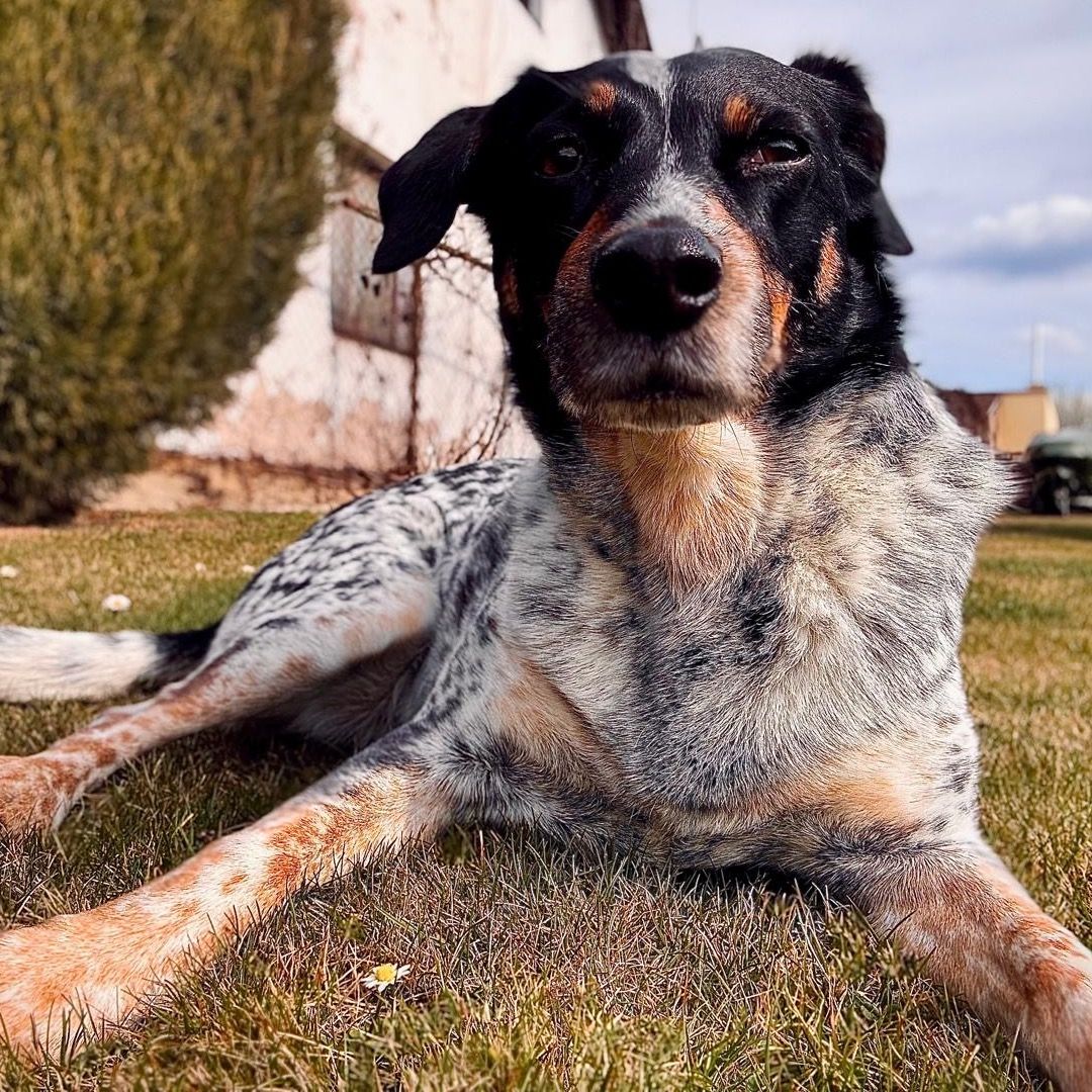 Soutěžní fotografie - Apolenka,  Český strakatý pes