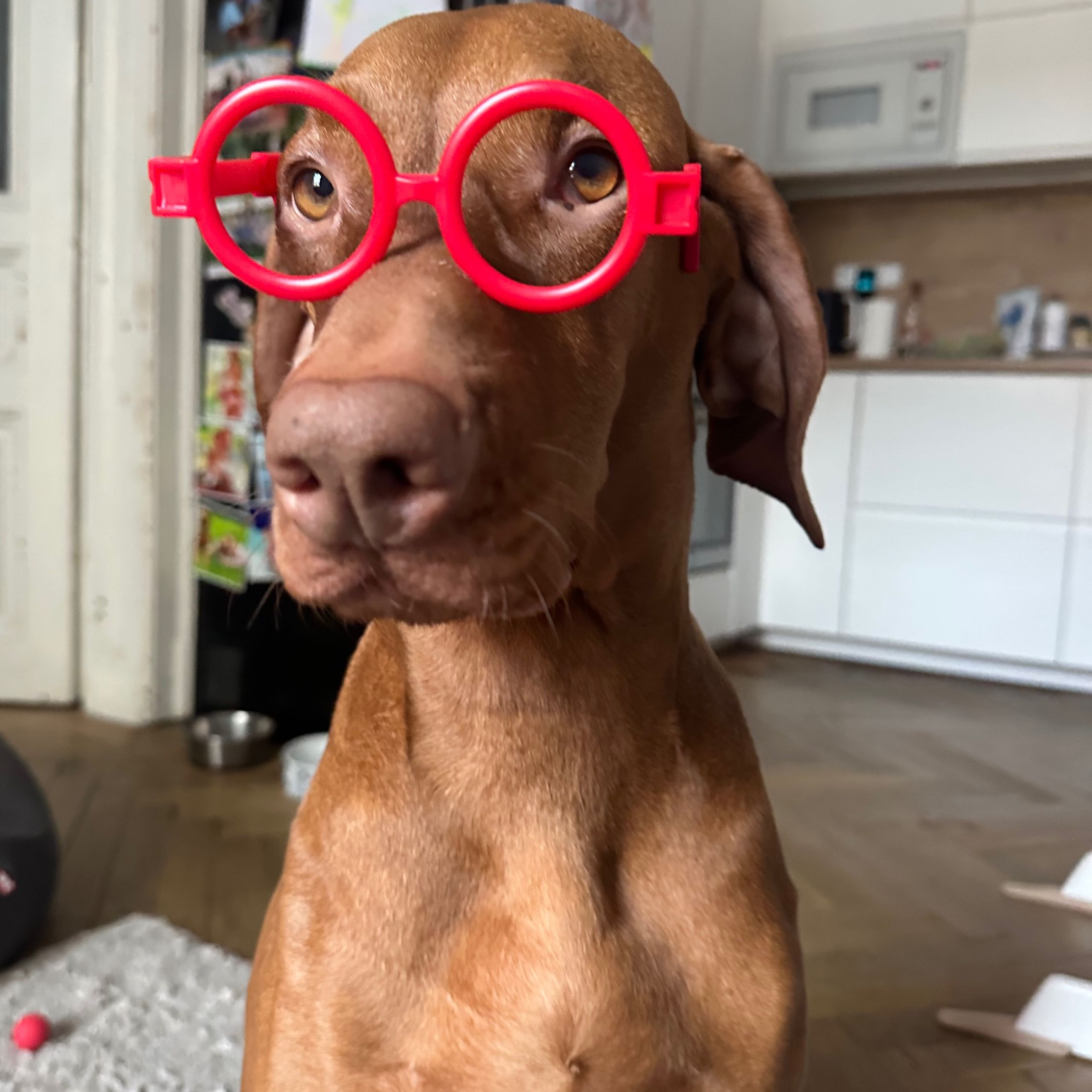 Soutěžní fotografie - Melanie,  Maďarský ohař krátkosrstý