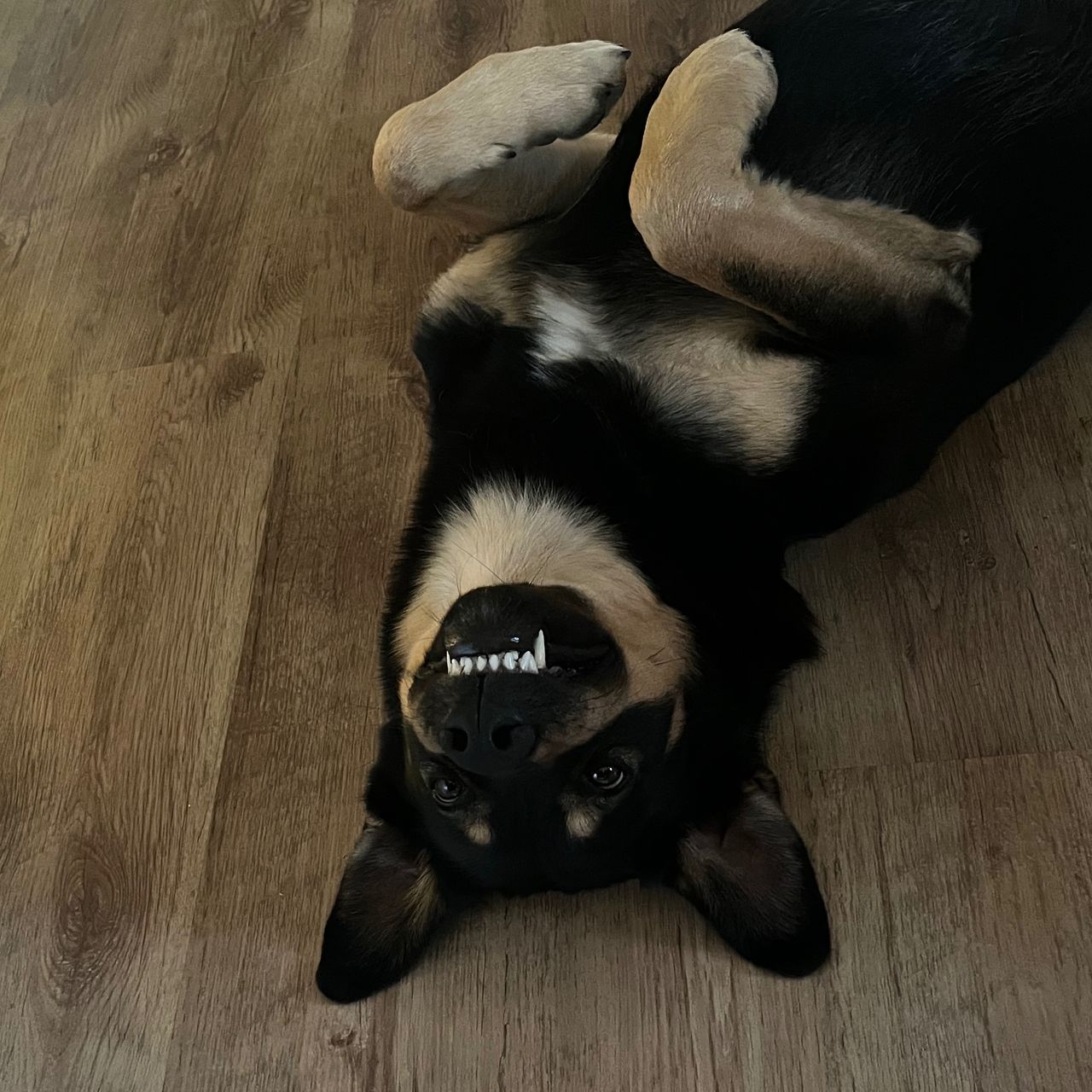 Soutěžní fotografie - Brownie,  Ostatní