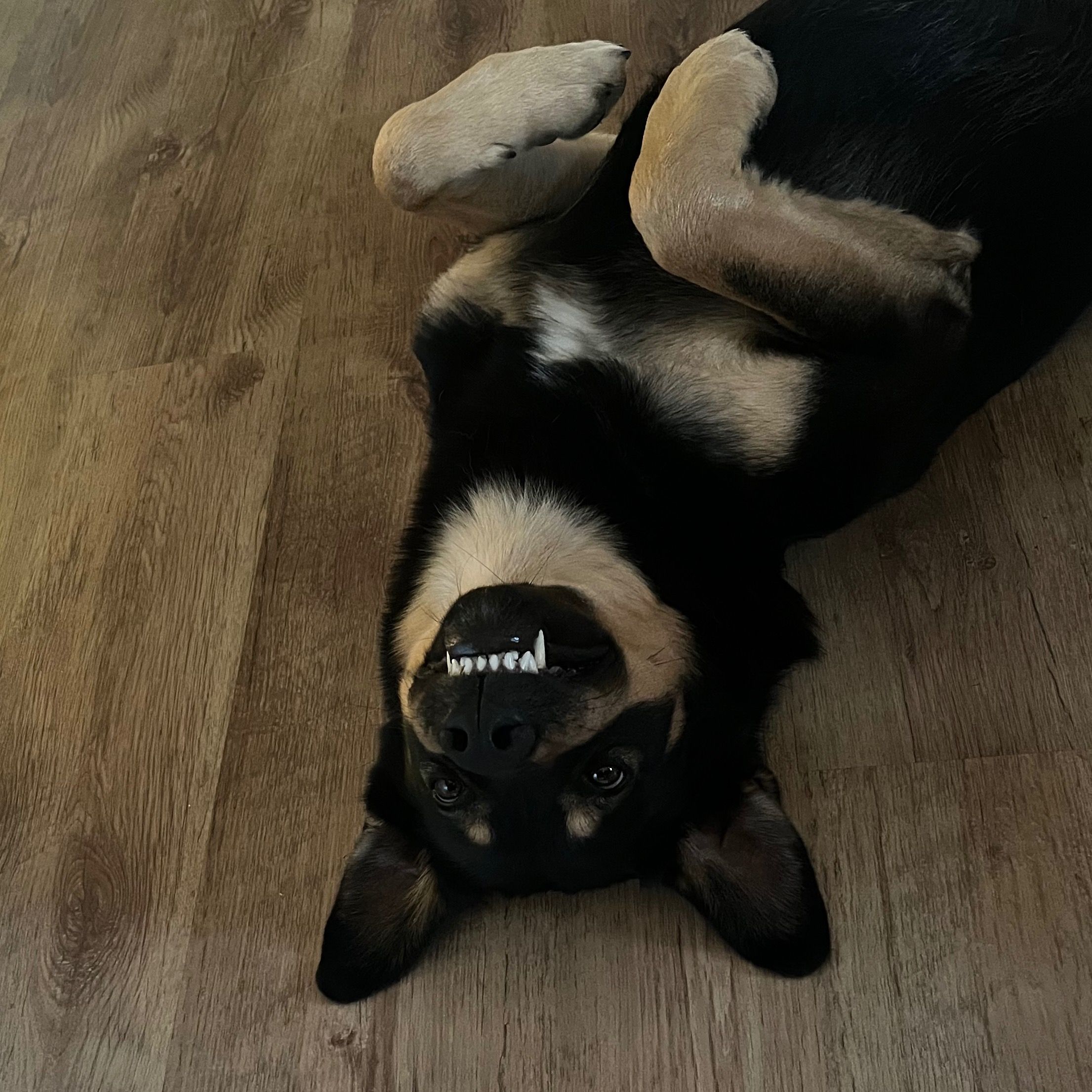 Soutěžní fotografie - Brownie,  Ostatní