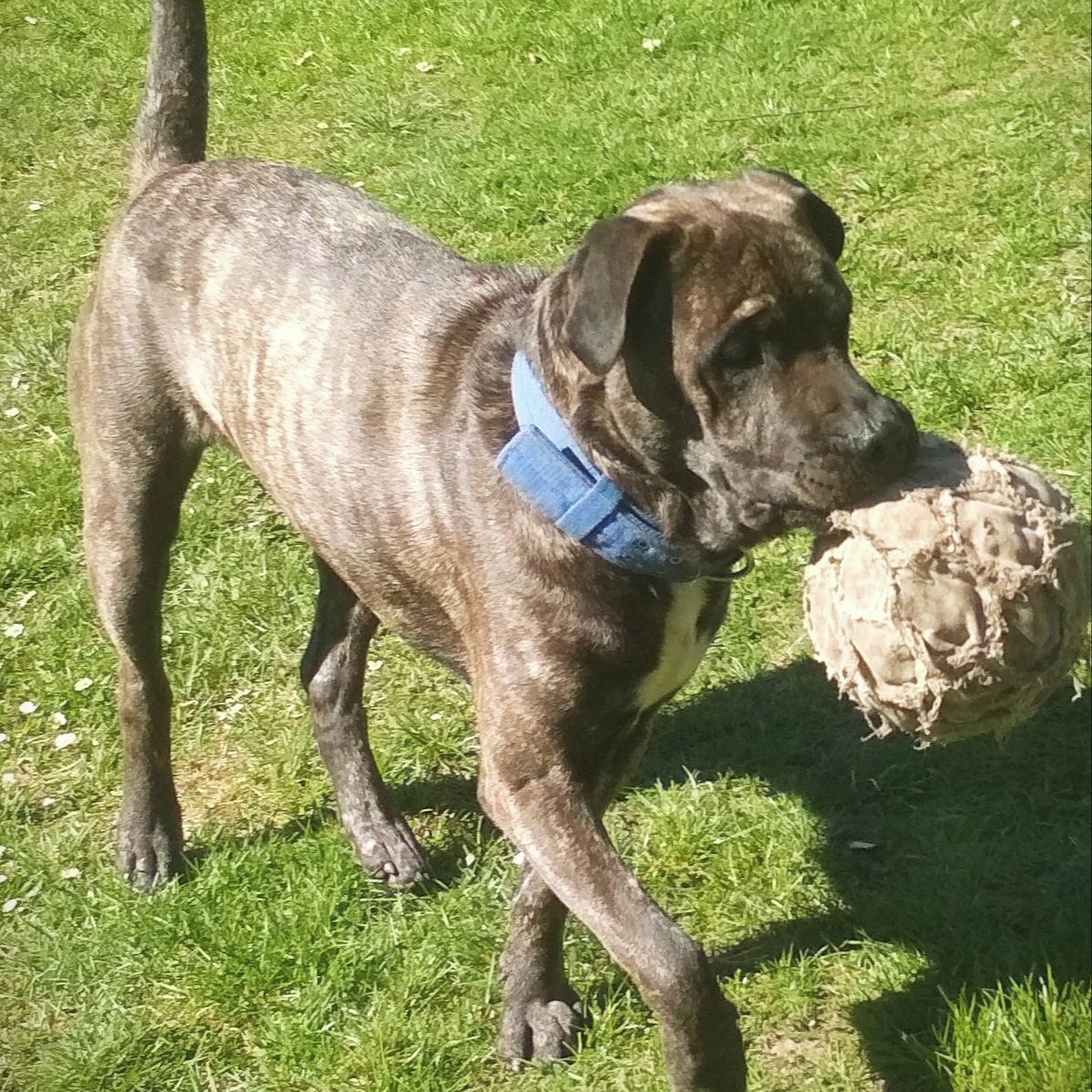 Soutěžní fotografie - Oreo,  Presa Canario
