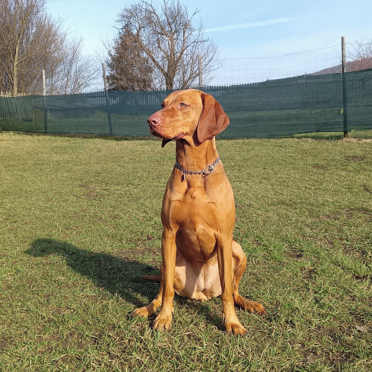 Soutěžní fotografie - Beruška,  Maďarský ohař krátkosrstý