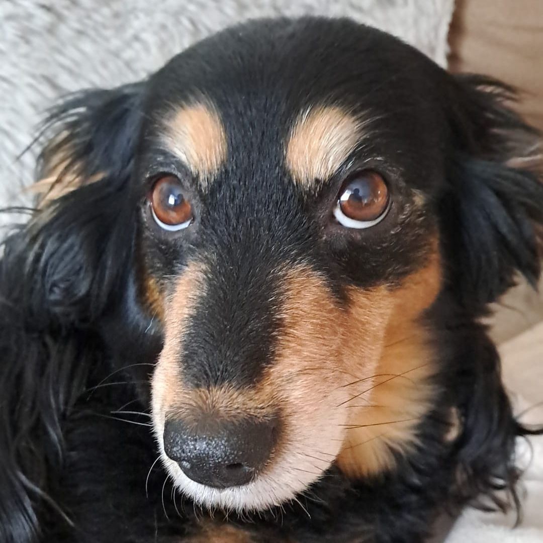 Soutěžní fotografie - Cassie,  Ostatní