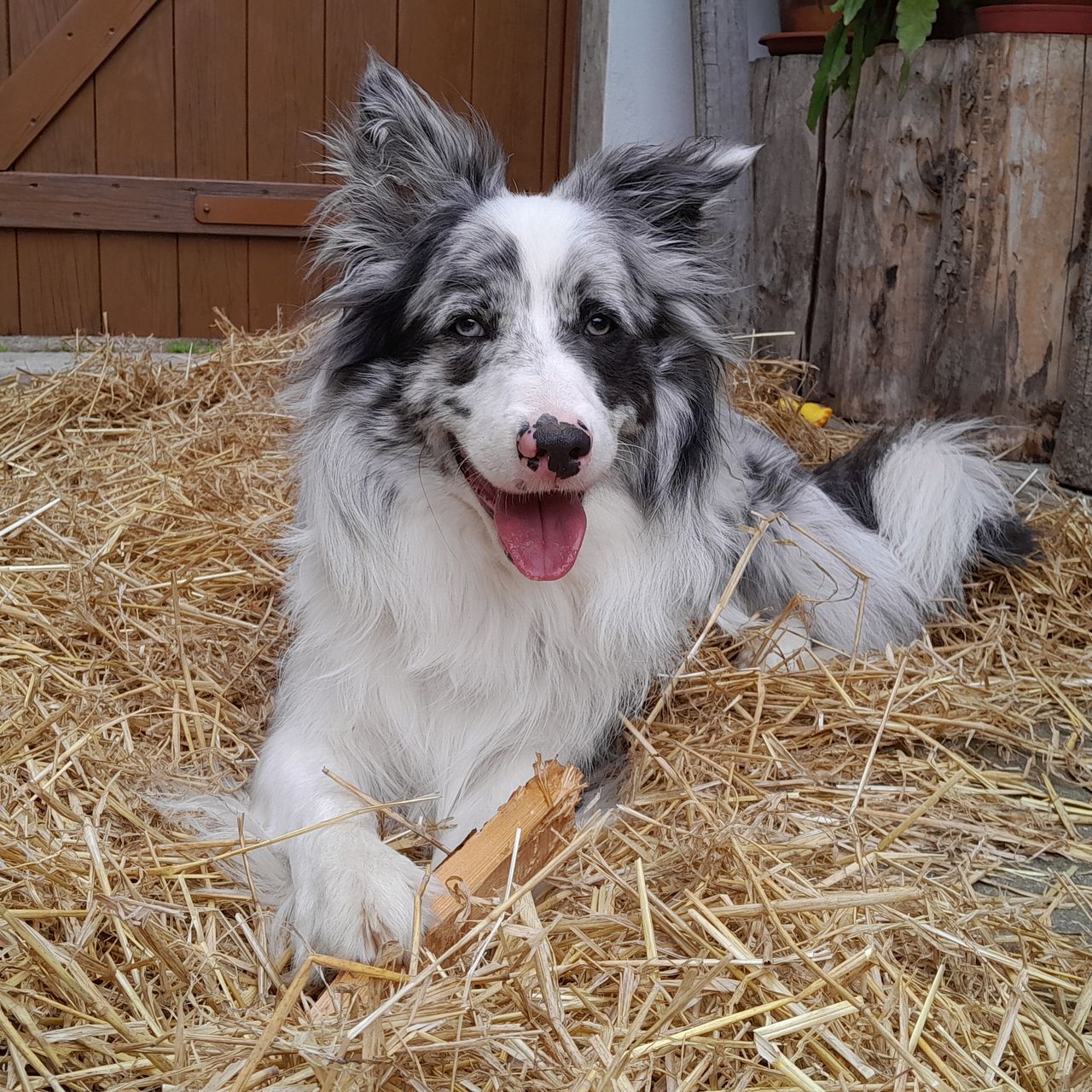 Soutěžní fotografie - Sanny,  Border kolie