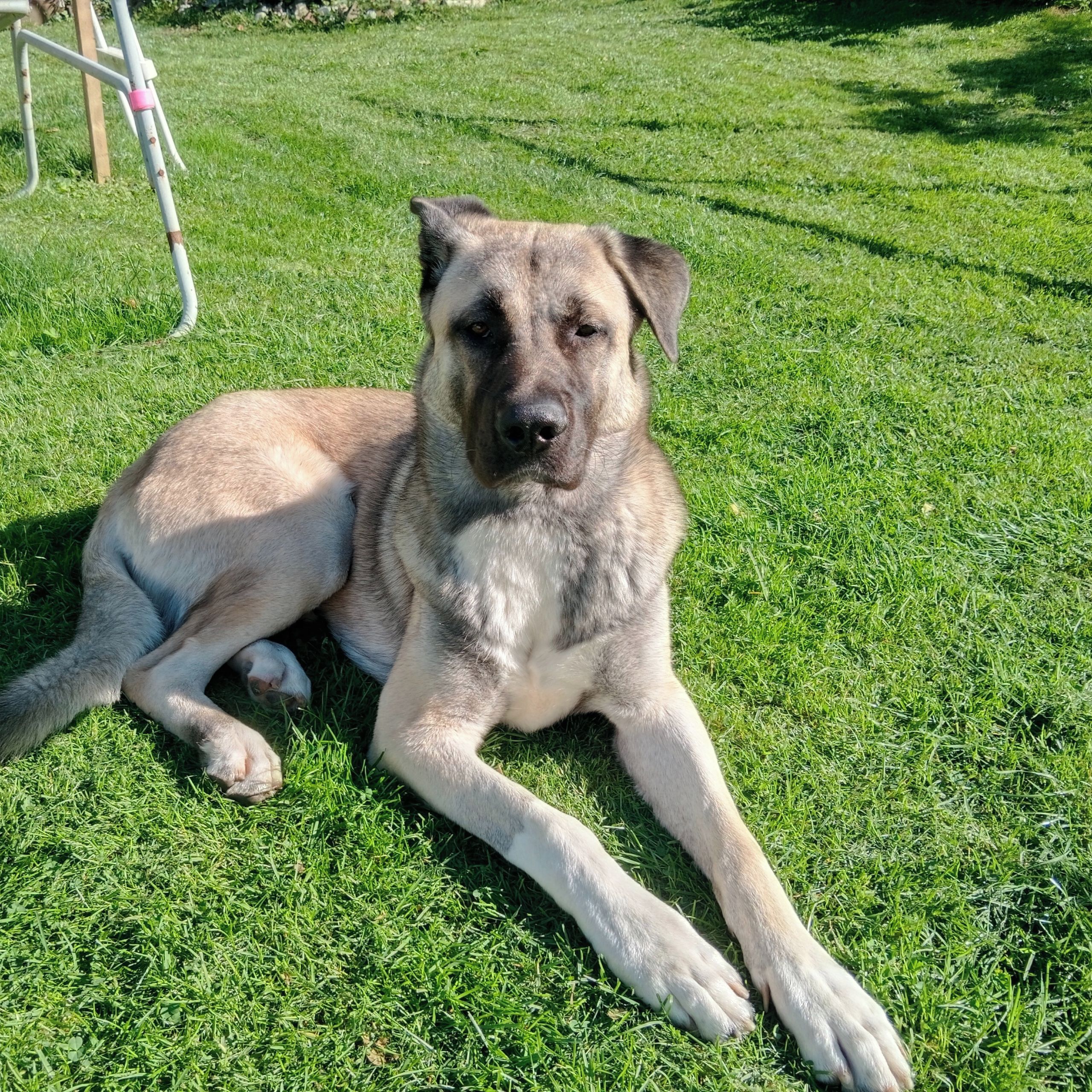 Soutěžní fotografie - Bellami,  Kangalský pastevecký pes