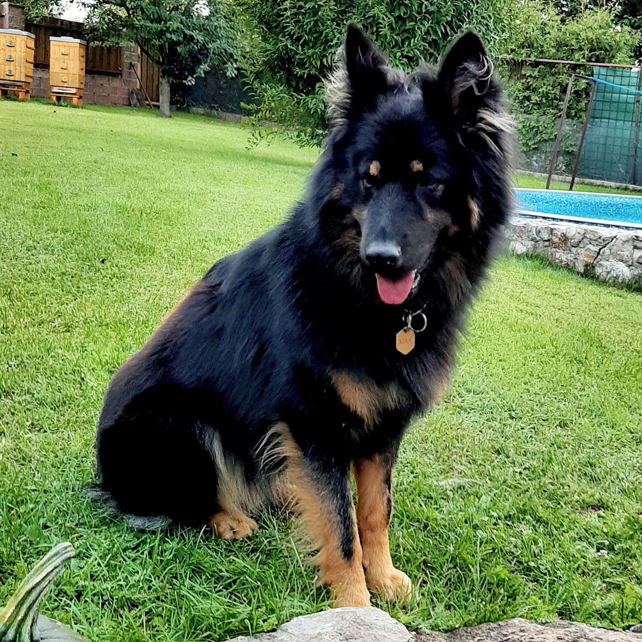 Soutěžní fotografie - Max,  Chodský pes