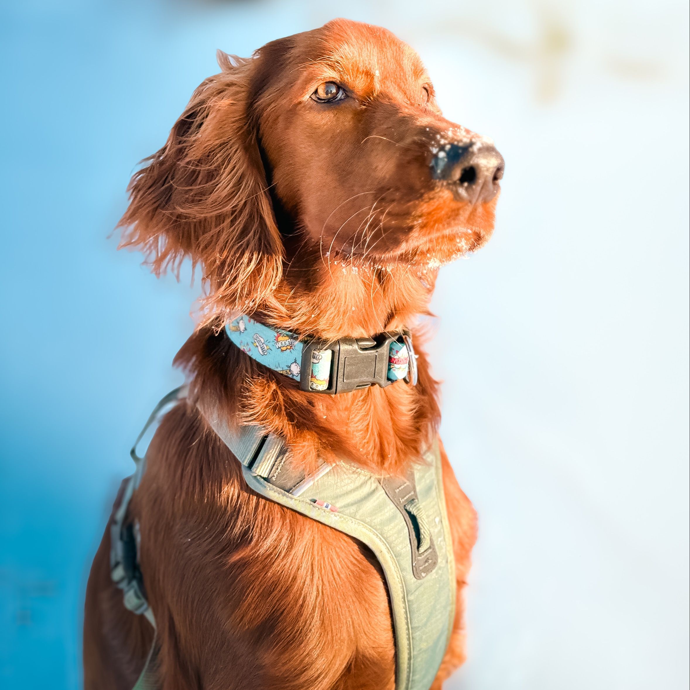 Soutěžní fotografie - Ronnie,  Irský setr