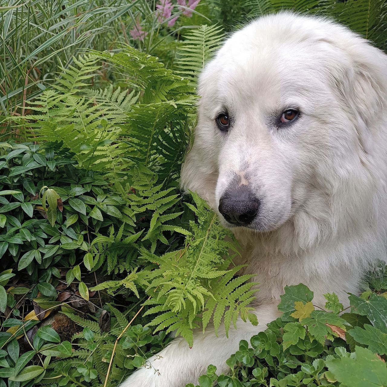 Soutěžní fotografie - Beruška,  Pyrenejský horský pes