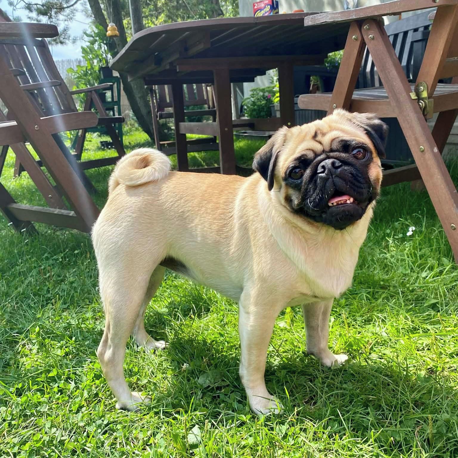 Soutěžní fotografie - Maggie,  Mops