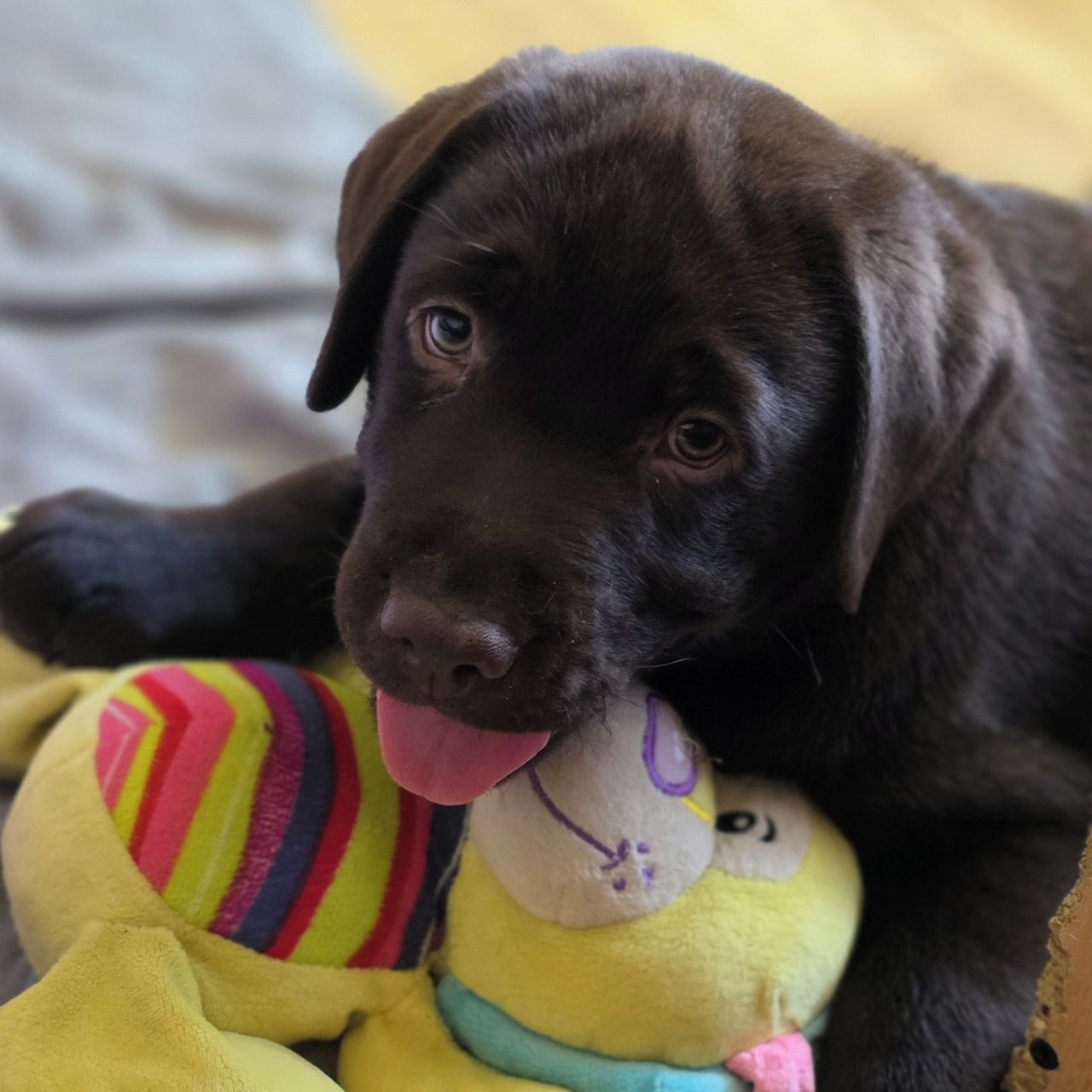 Soutěžní fotografie - Kara,  Labradorský retriever