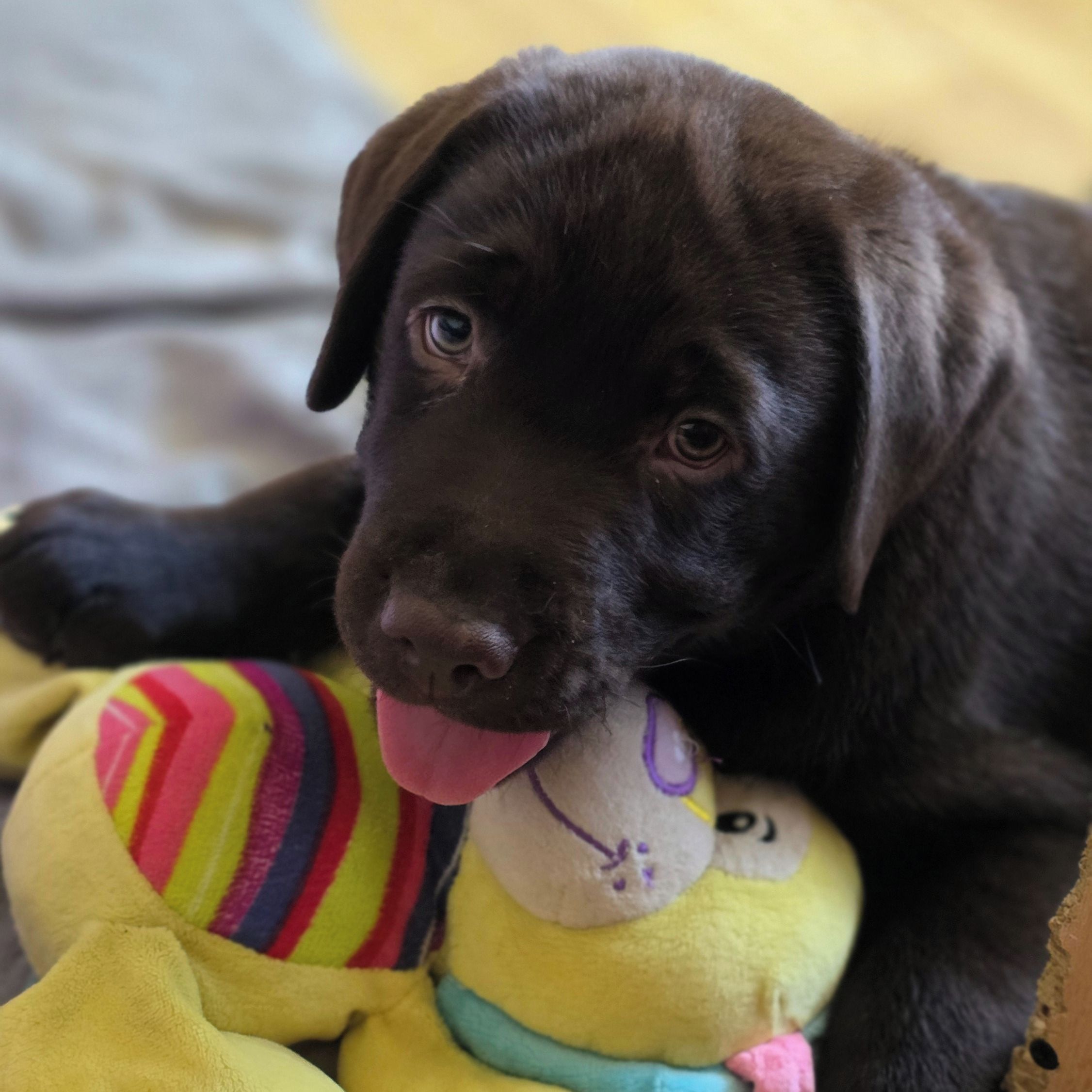 Soutěžní fotografie - Kara,  Labradorský retriever