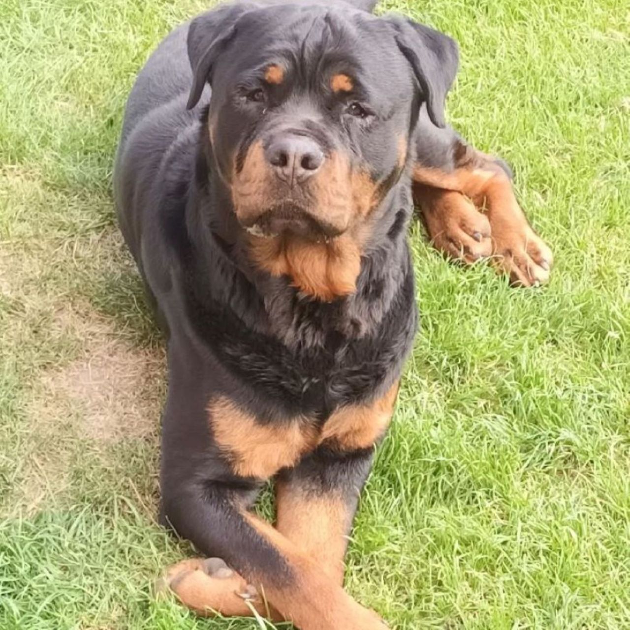 Soutěžní fotografie - BAD,  Rotvajler