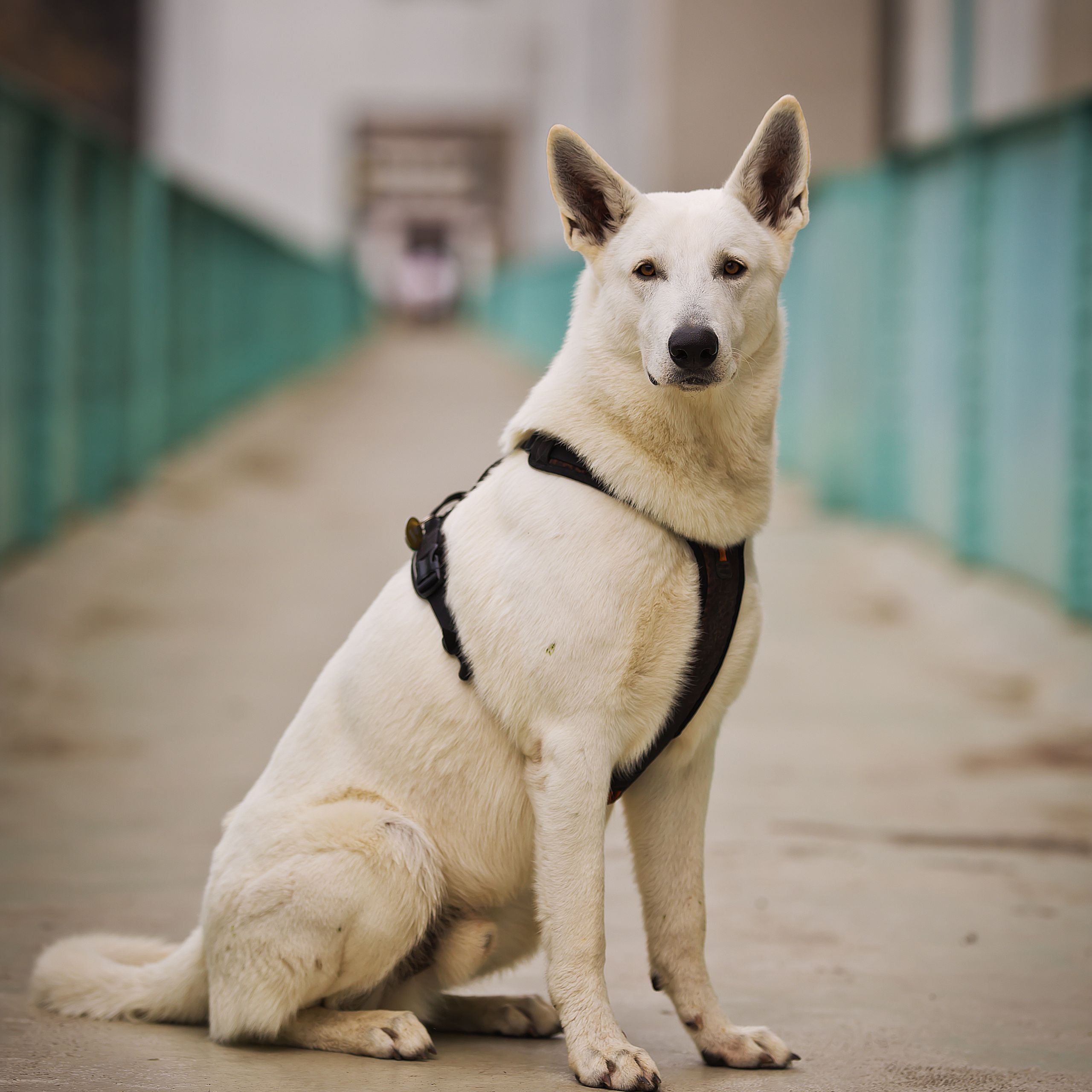 Soutěžní fotografie - Puzzlik,  Bílý švýcarský ovčák