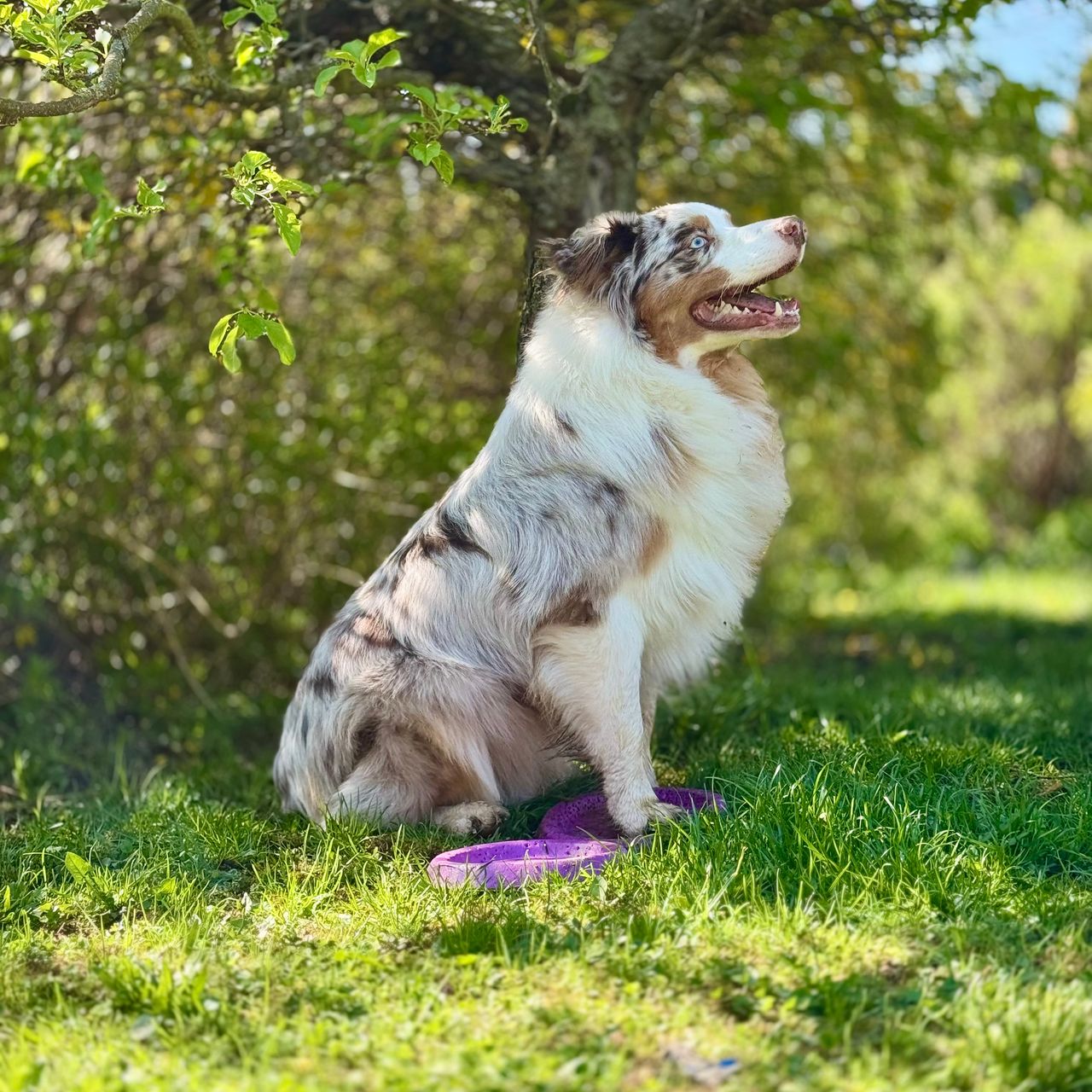 Soutěžní fotografie - Aslan,  Australský ovčák