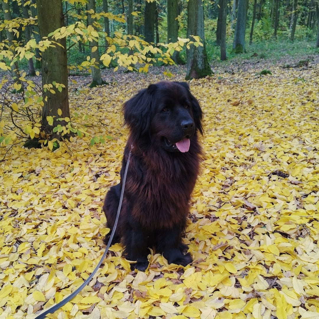 Soutěžní fotografie - Shelby,  Novofundlandský pes