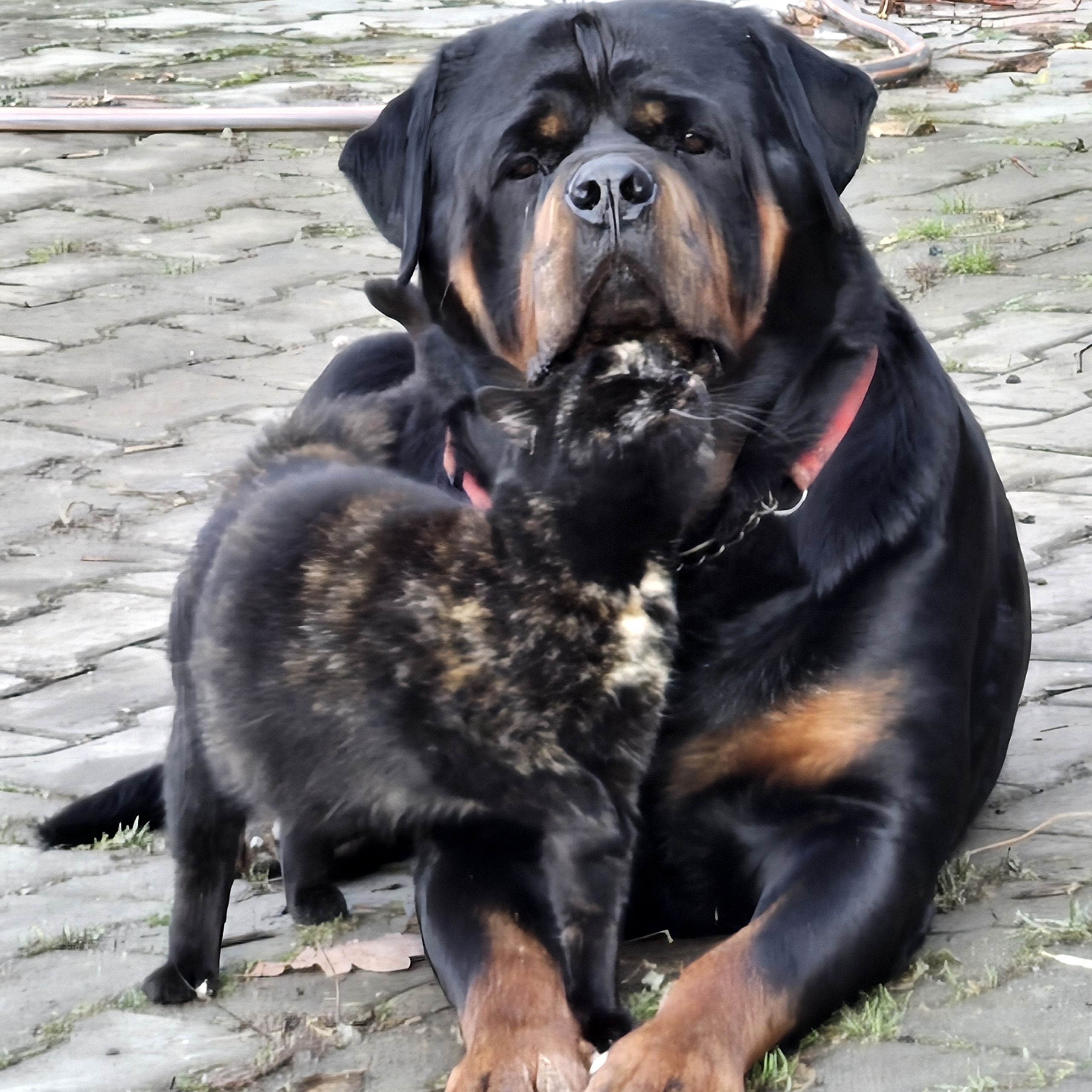 Soutěžní fotografie - Rambo,  Rotvajler