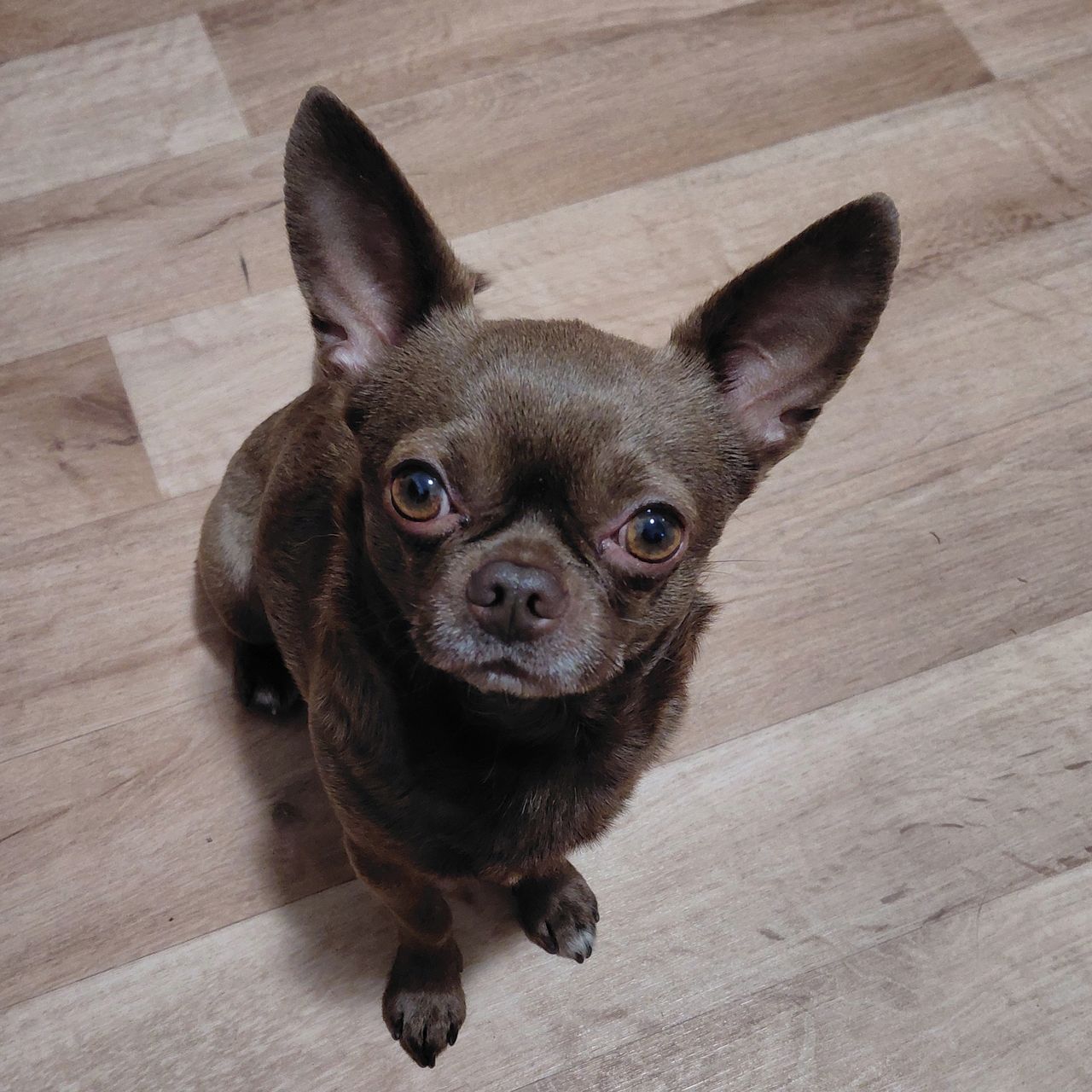 Soutěžní fotografie - Max,  Čivava