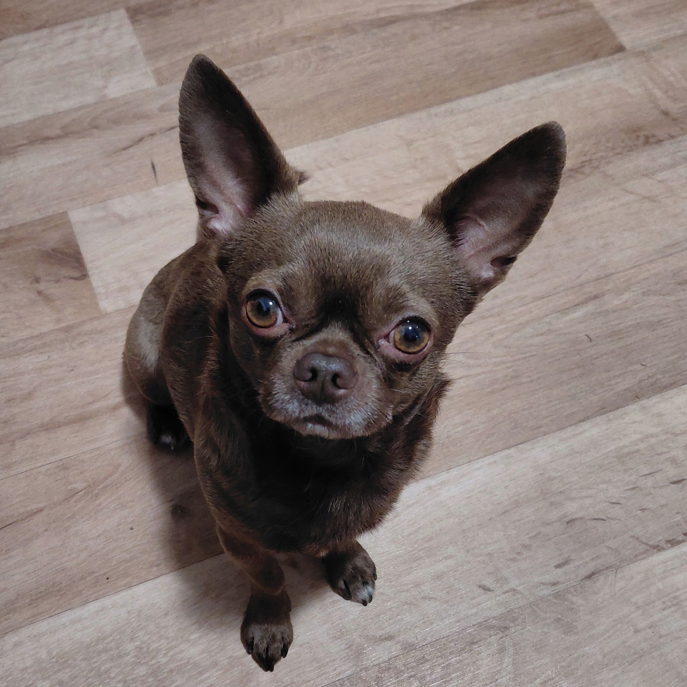 Soutěžní fotografie - Max,  Čivava