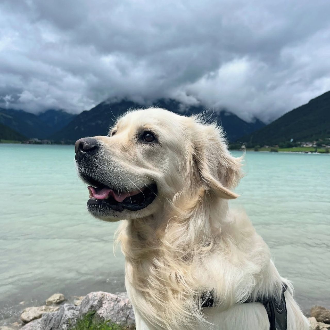 Soutěžní fotografie - Piškot,  Zlatý retriever