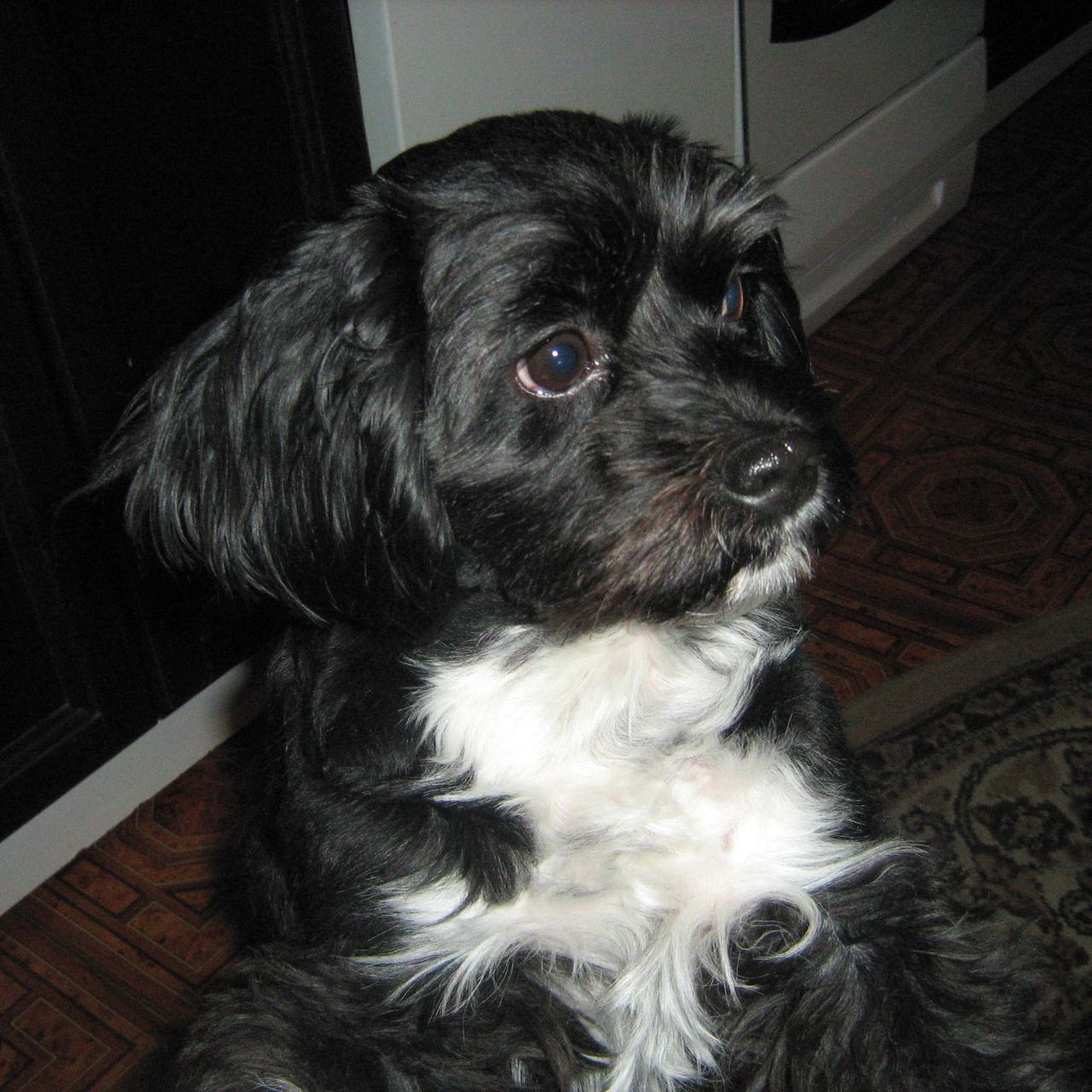 Soutěžní fotografie - Badík,  Ostatní