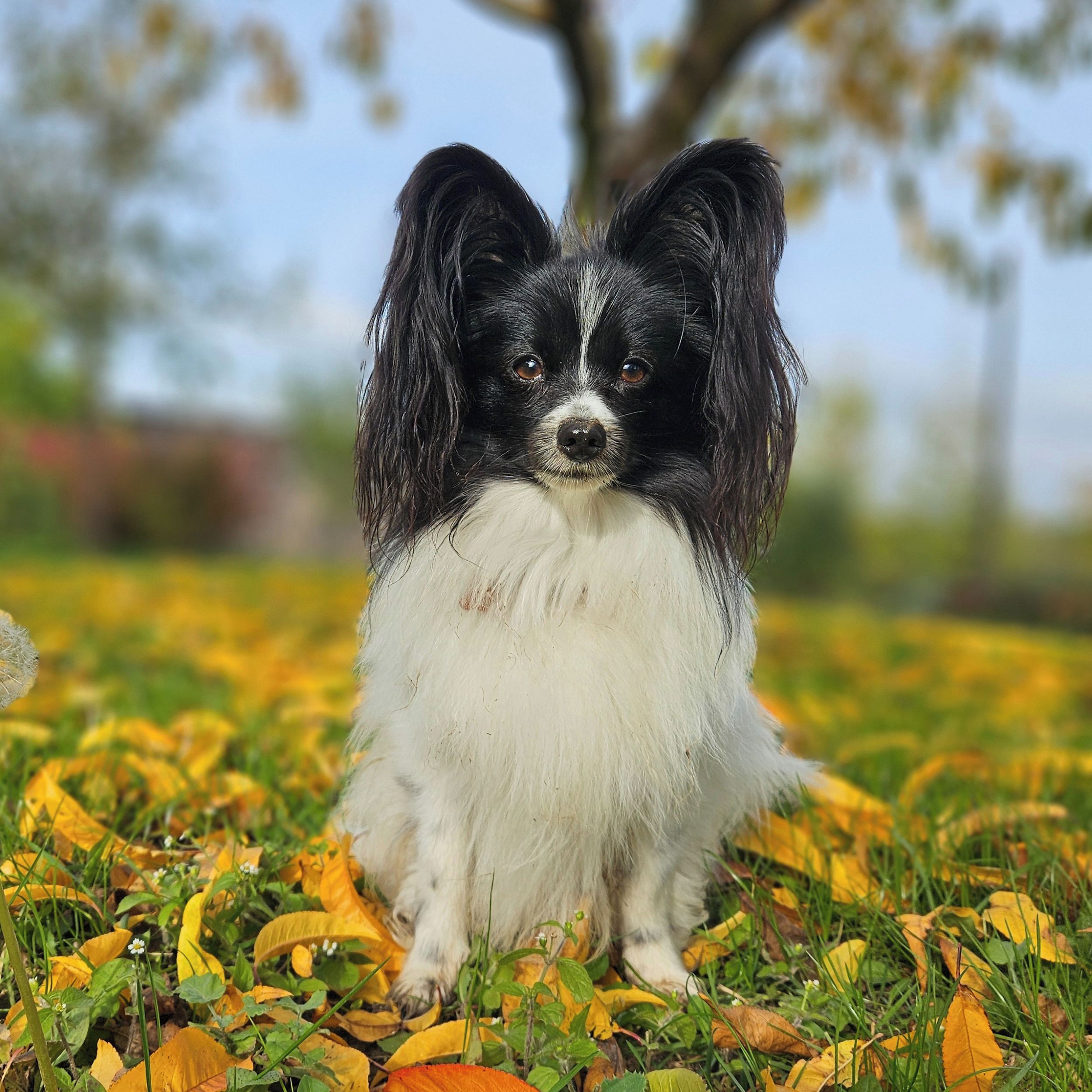 Soutěžní fotografie - Miki,  Papillon