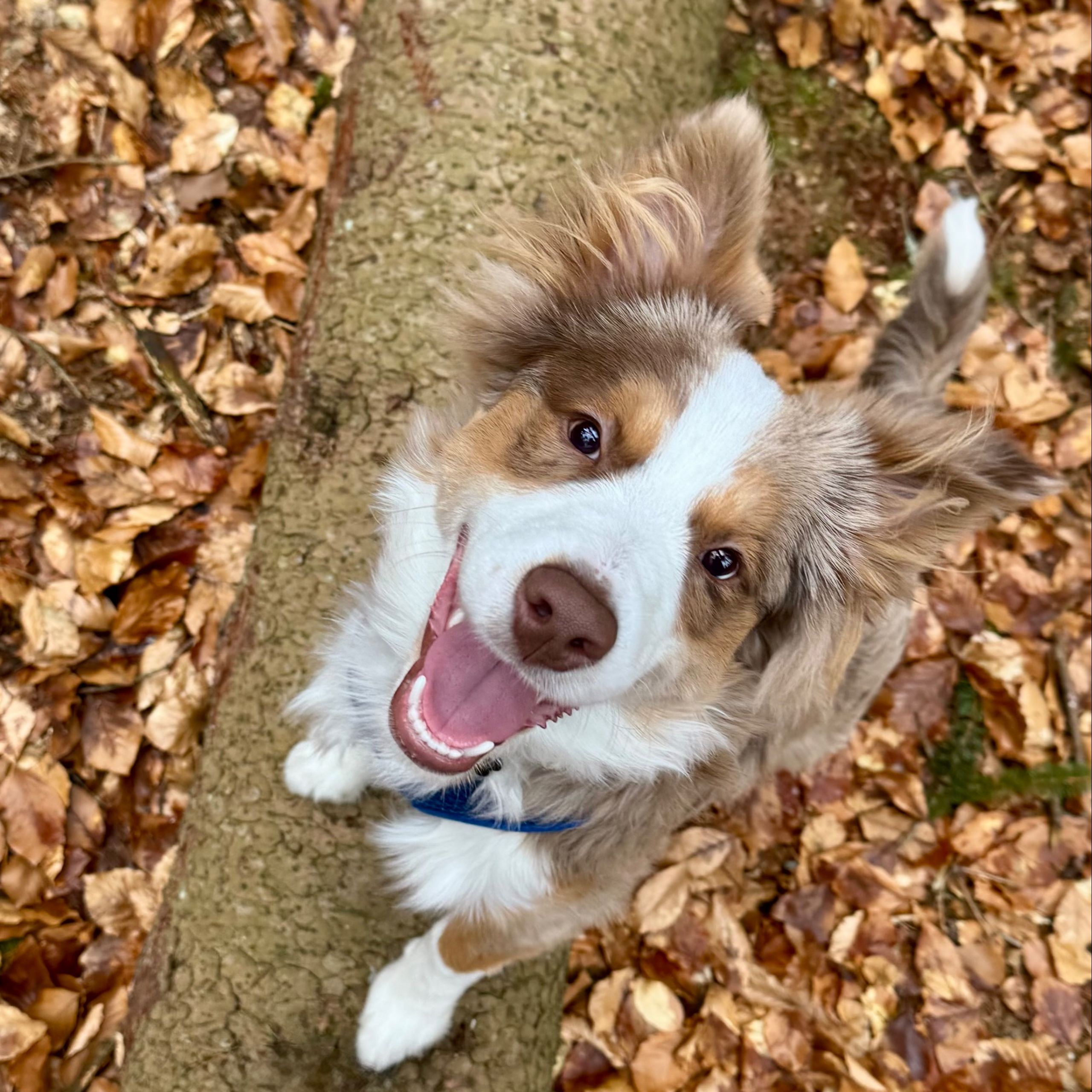 Soutěžní fotografie - Coco,  Miniaturní americký ovčák
