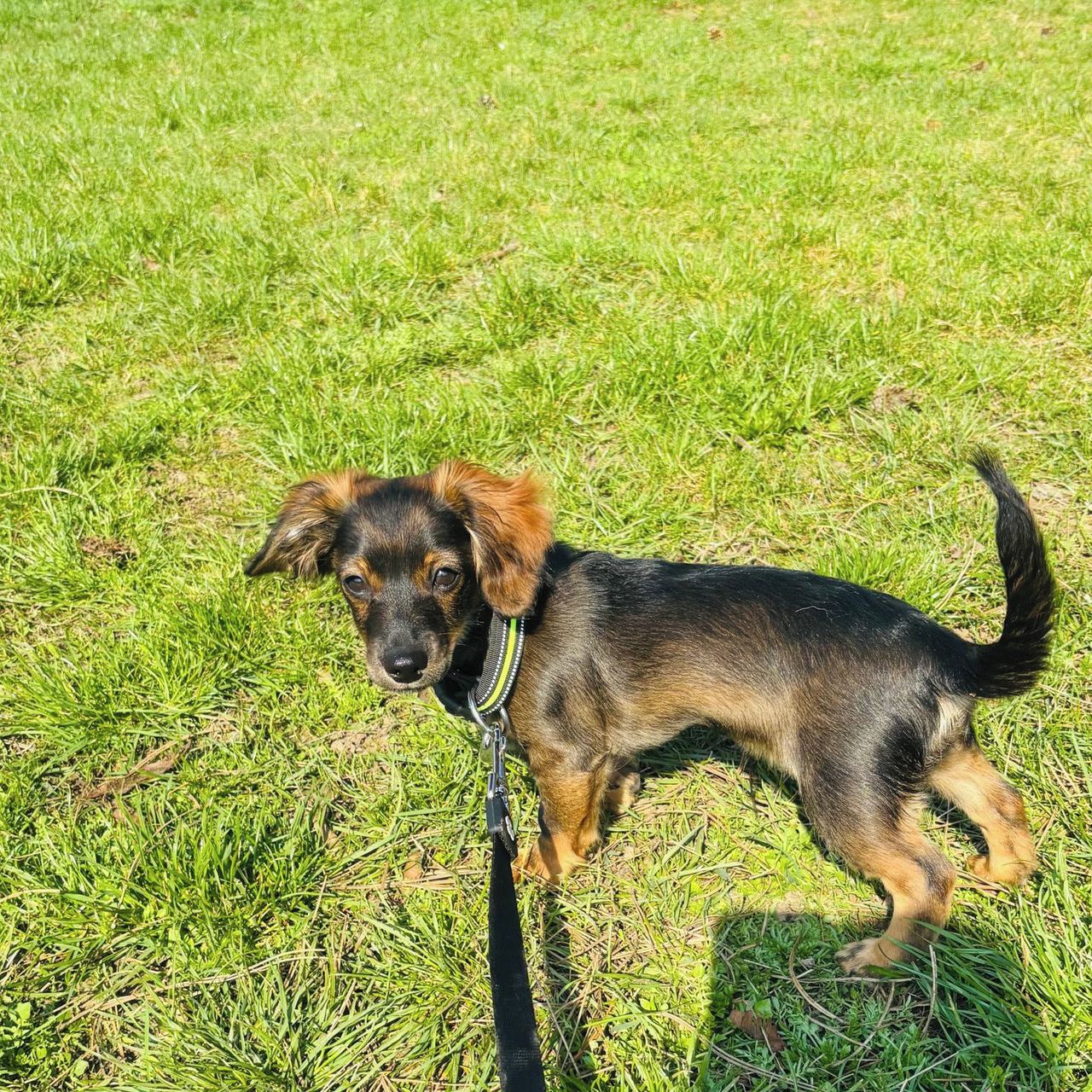 Soutěžní fotografie - Laki,  Jezevčík