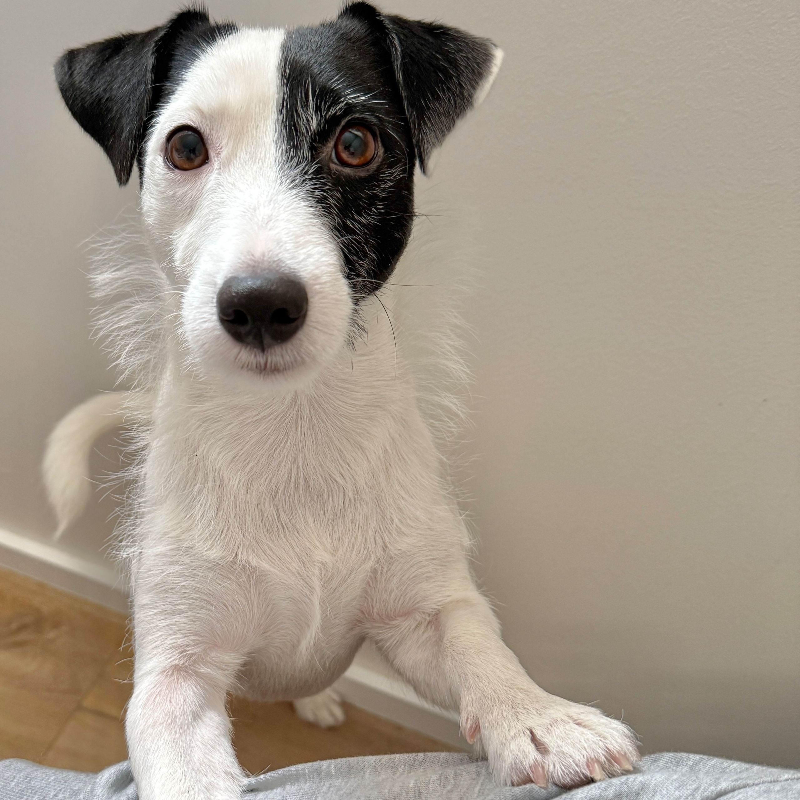 Soutěžní fotografie - Eby,  Parson Russell Teriér