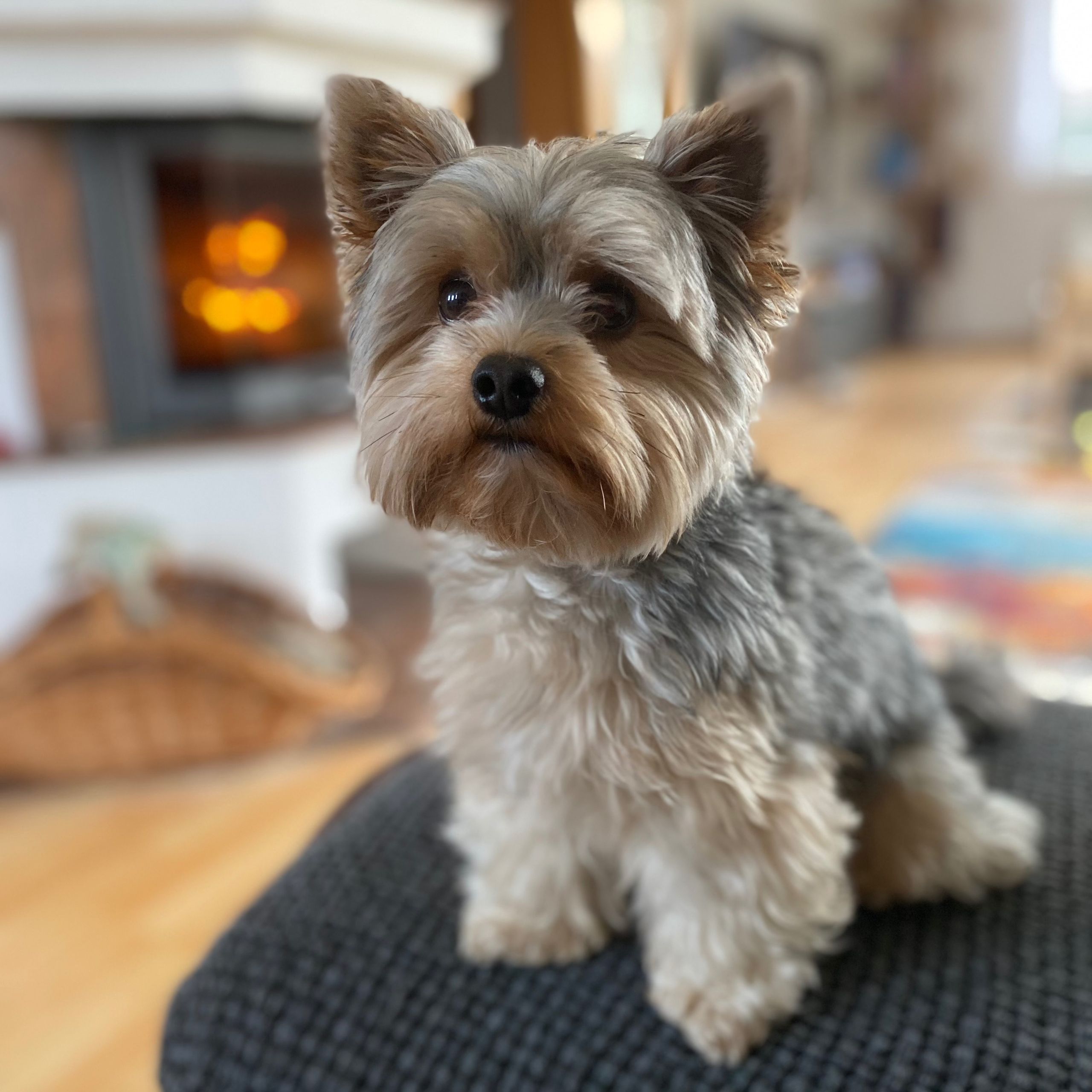 Soutěžní fotografie - Finly angel of Raskien,  Yorkšírský terier