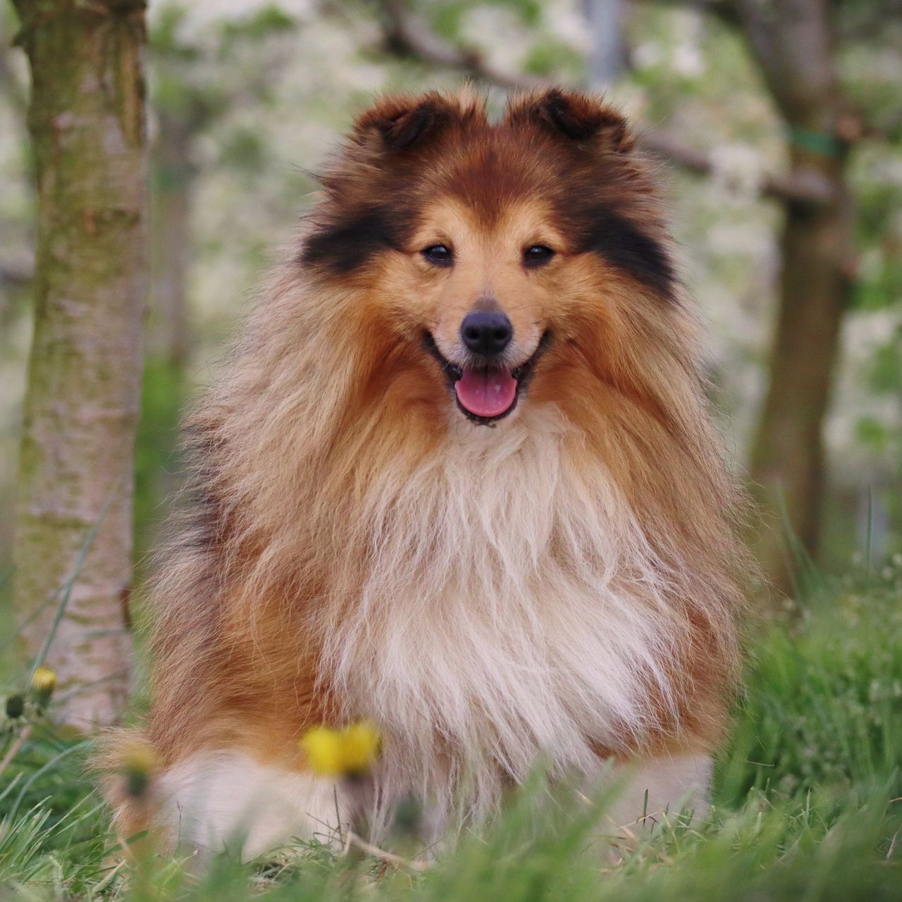 Soutěžní fotografie - Erinek,  Sheltie