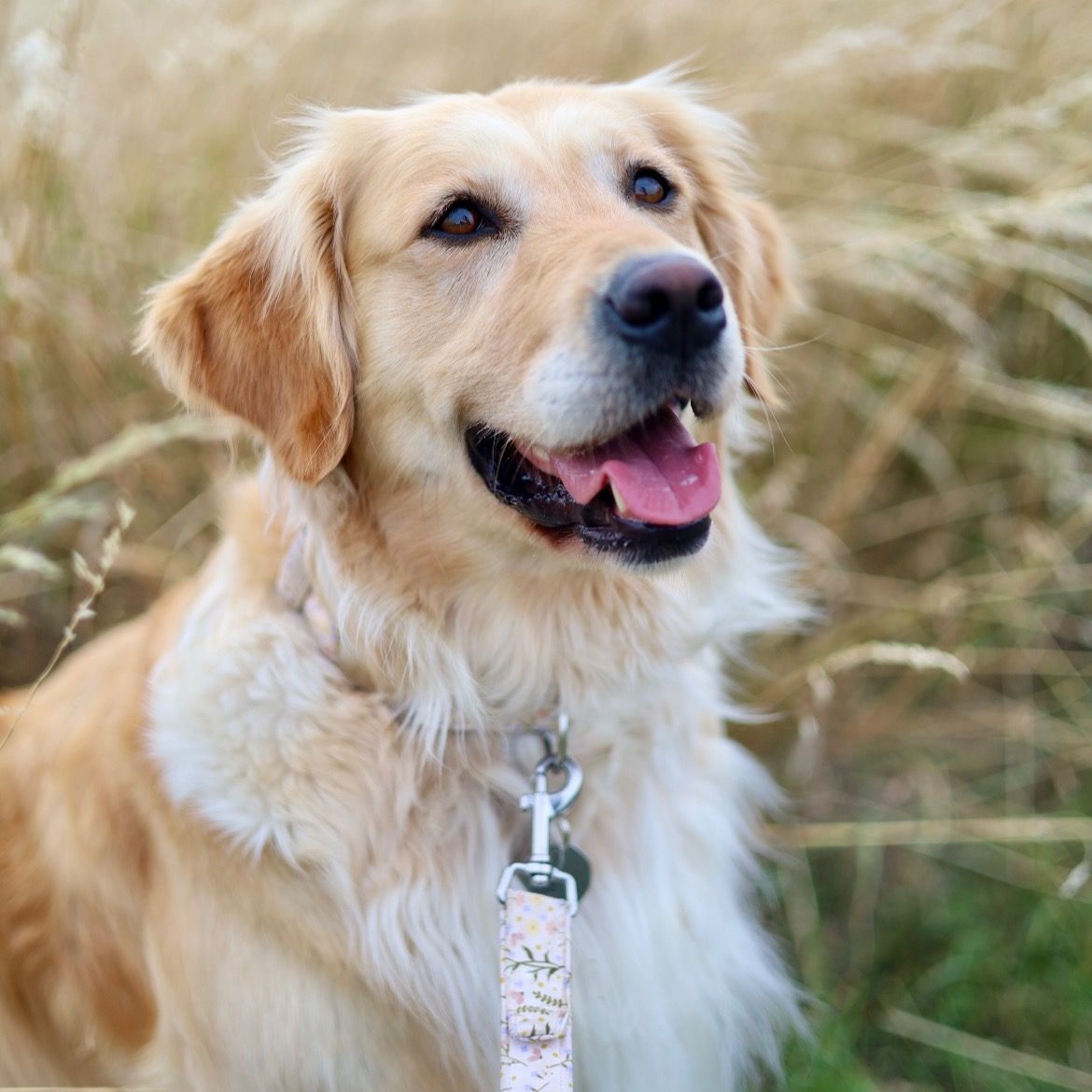 Soutěžní fotografie - Cassie,  Zlatý retriever