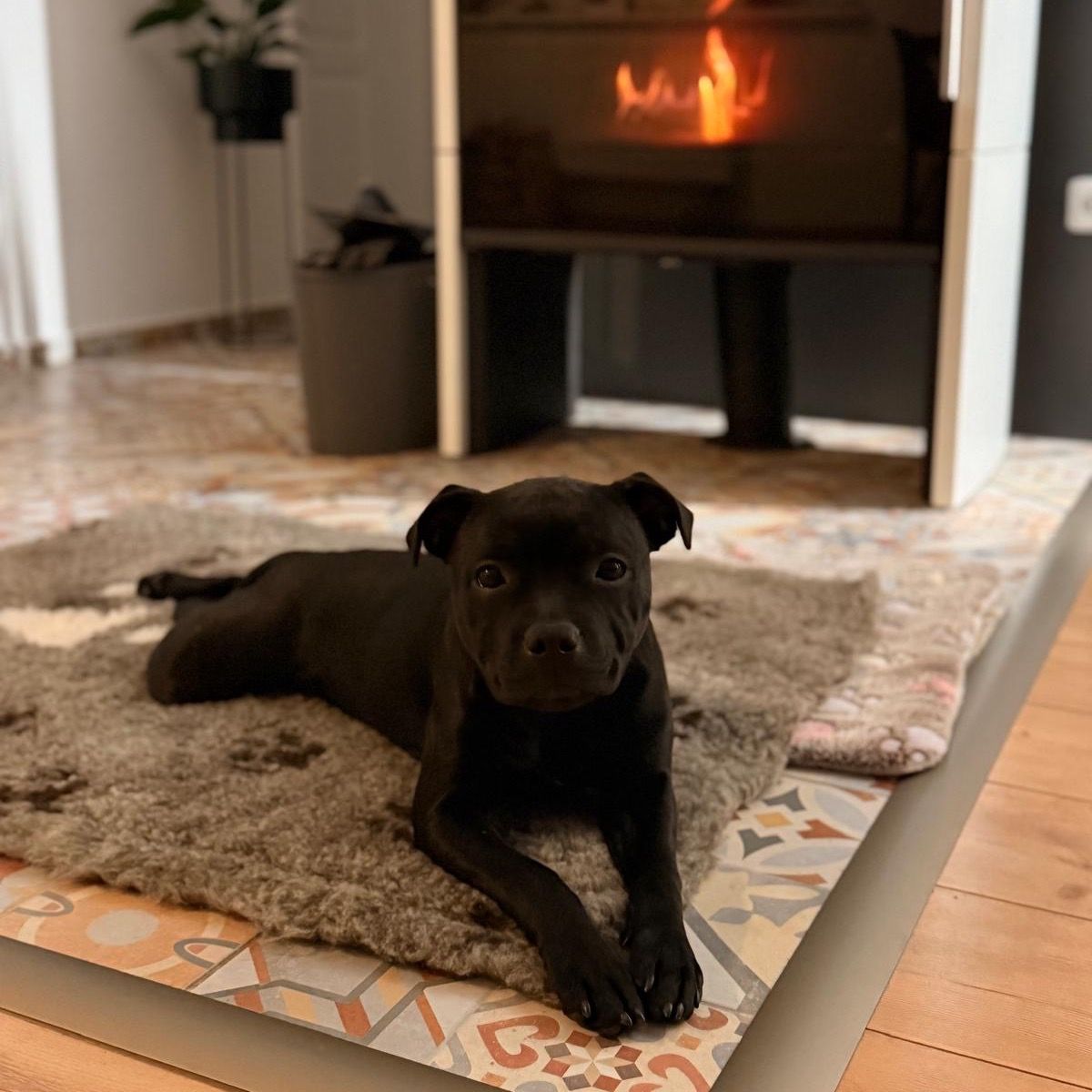 Soutěžní fotografie - Zaira,  Stafordšírský bullterier