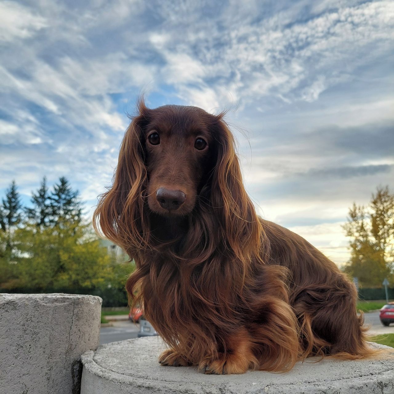 Soutěžní fotografie - Hugo,  Jezevčík