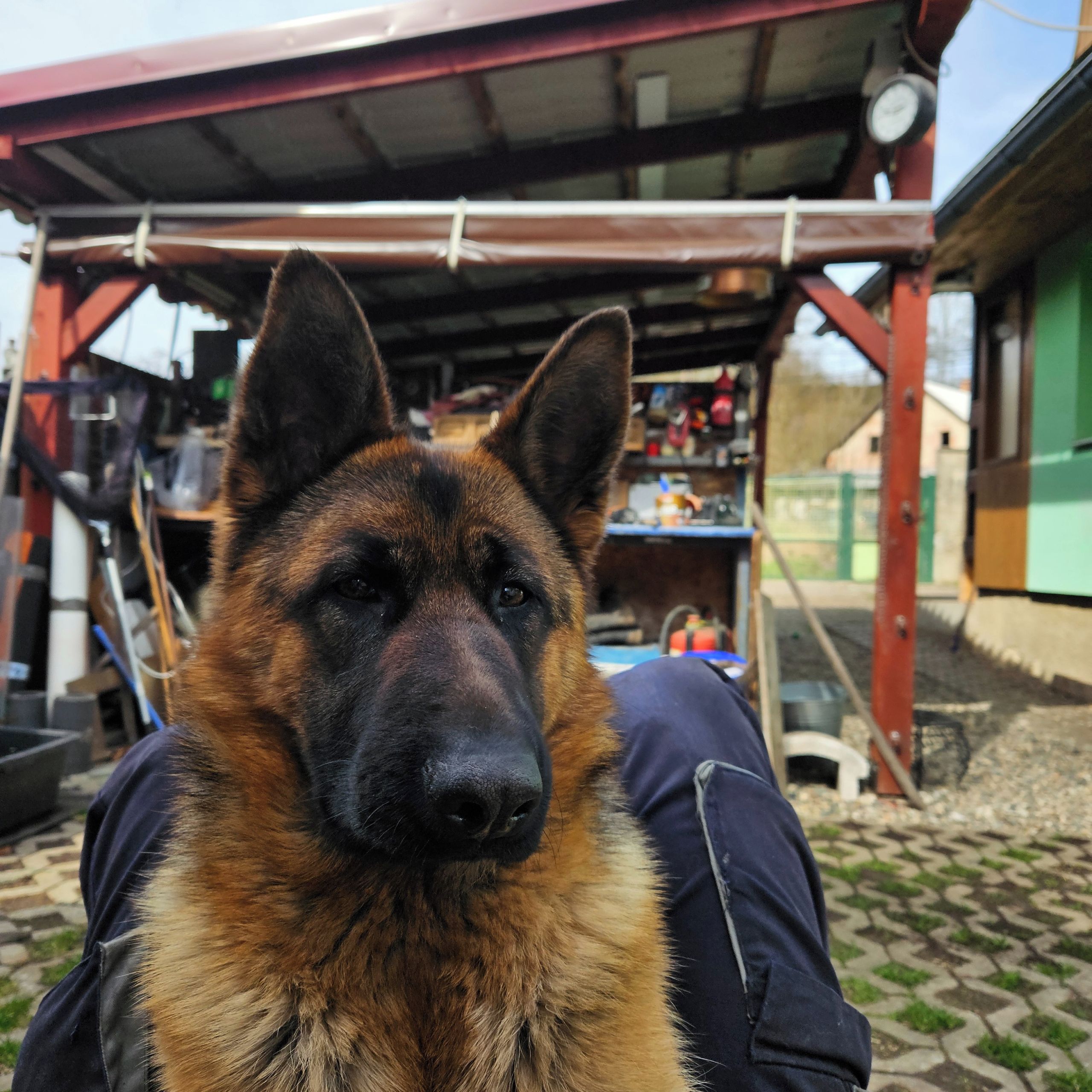 Soutěžní fotografie - Sára,  Německý ovčák