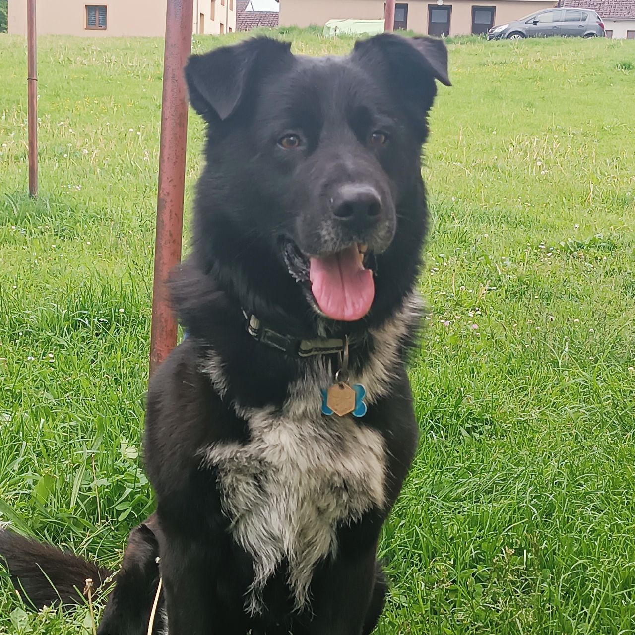 Soutěžní fotografie - Beník,  Německý ovčák