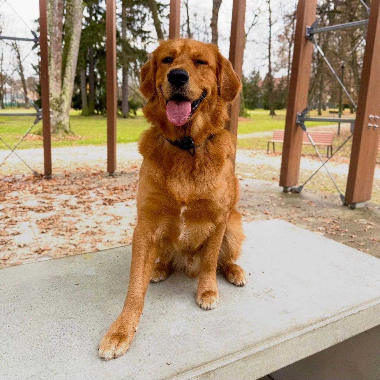 Soutěžní fotografie - Kevin,  Zlatý retriever