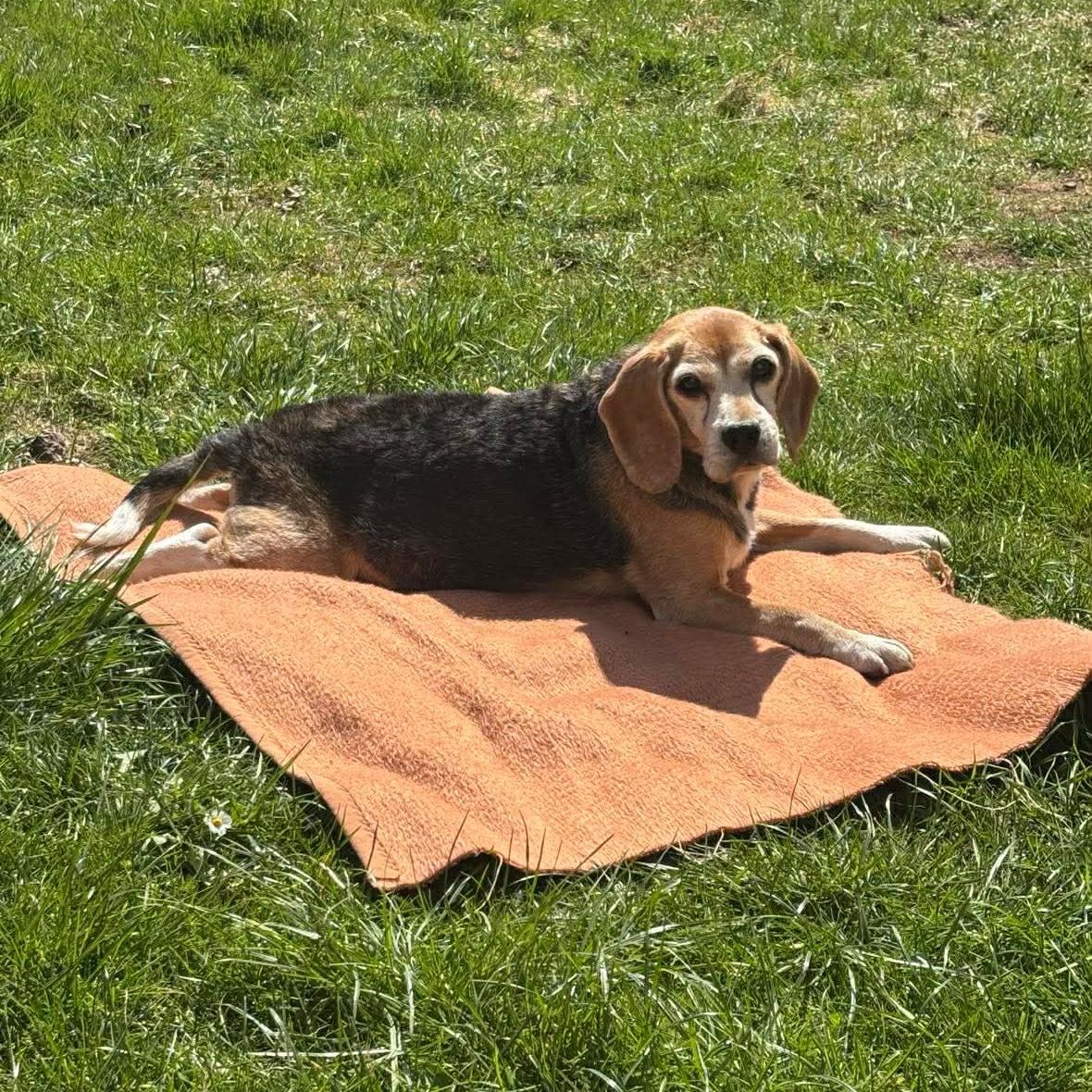 Soutěžní fotografie - Aki,  Beagle