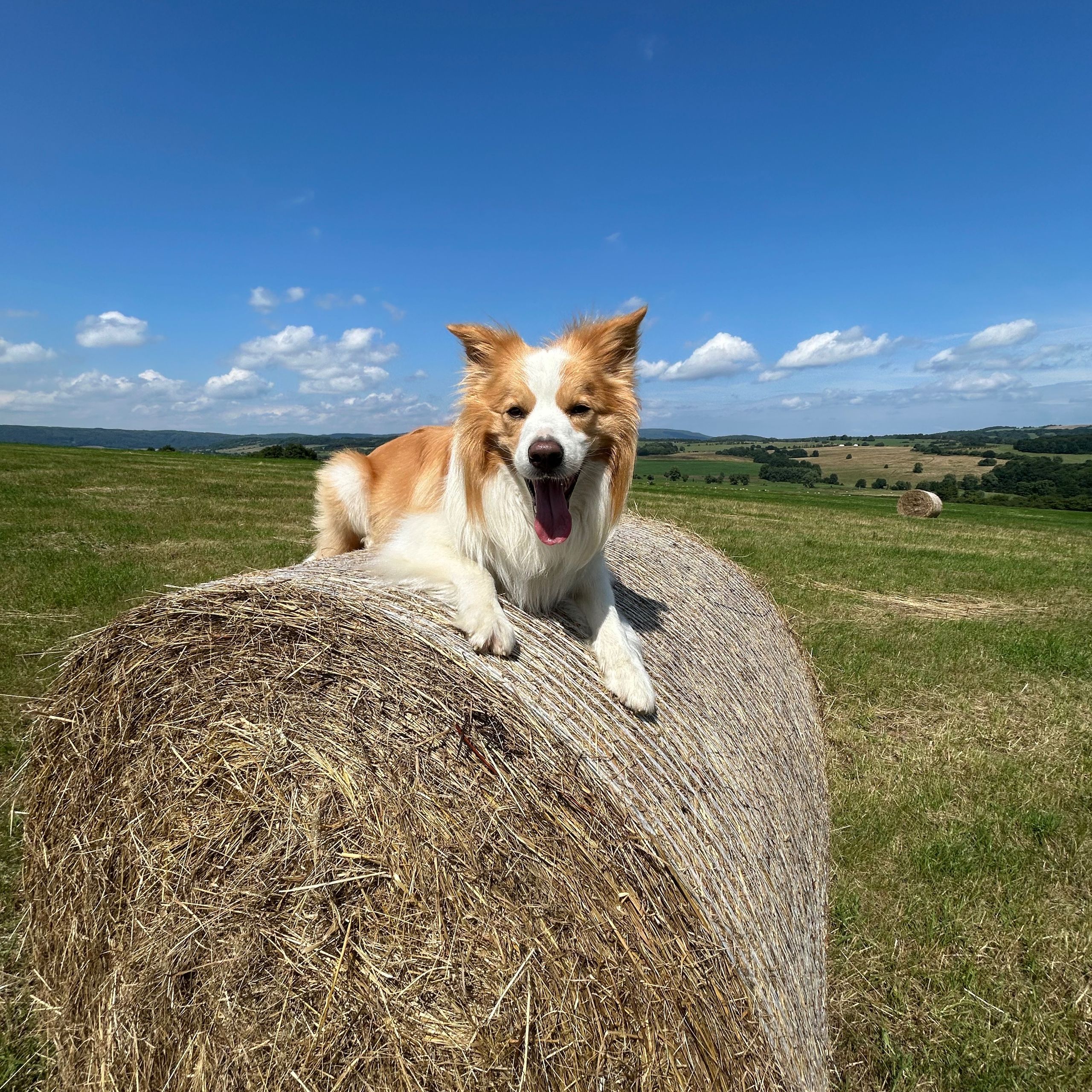 Soutěžní fotografie - Benjamin,  Border kolie