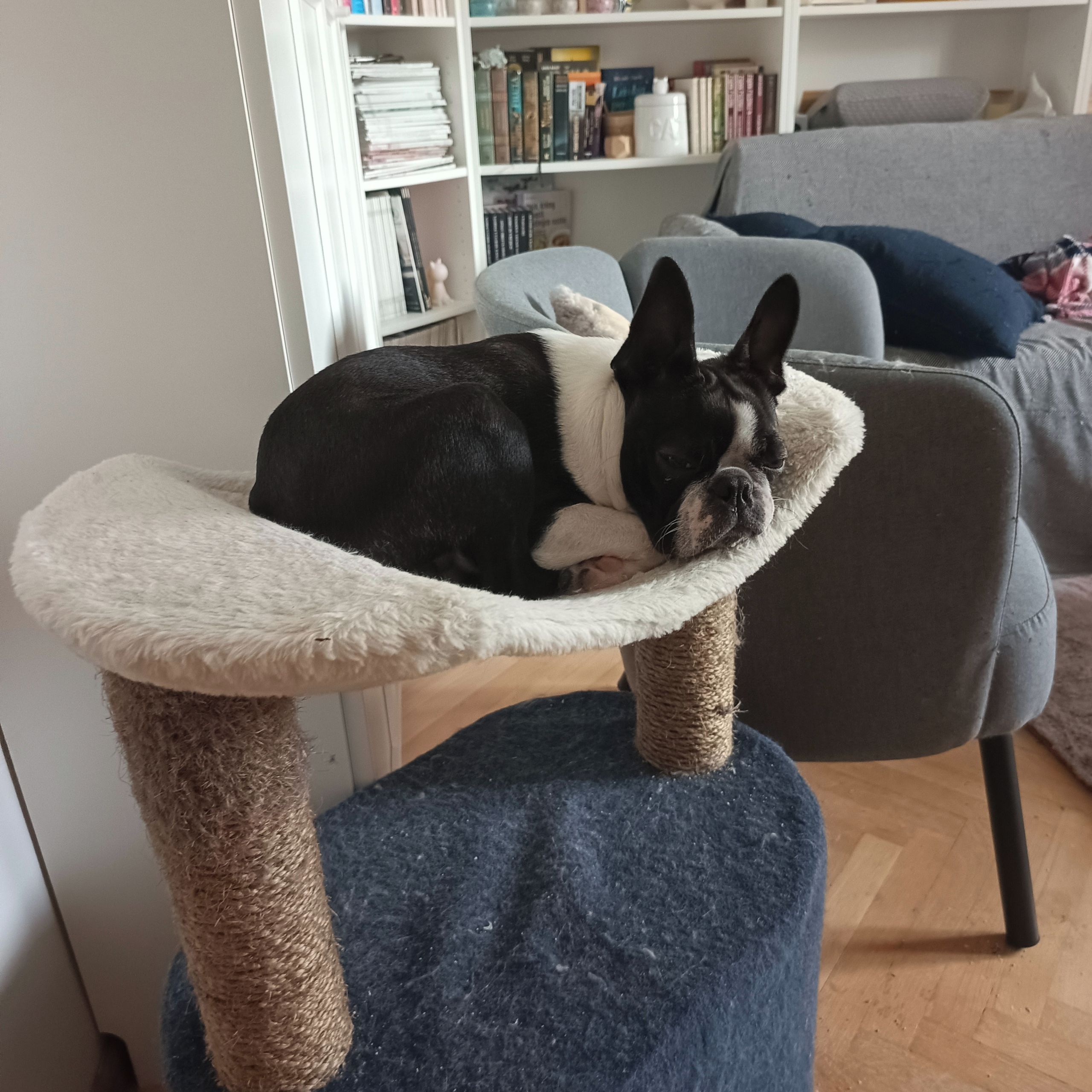 Soutěžní fotografie - Collin,  Bostonský terier