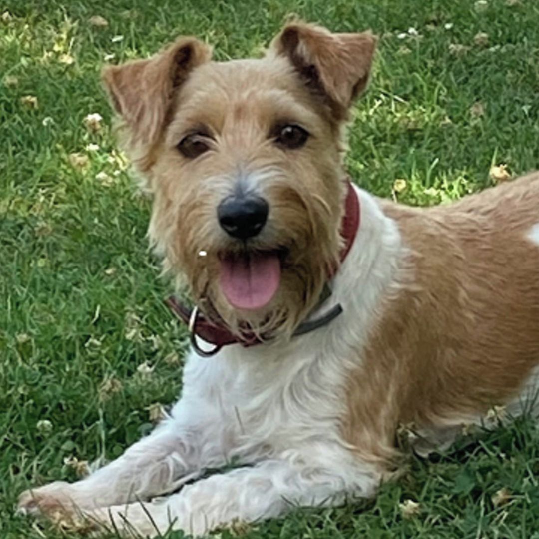 Soutěžní fotografie - Ejmi,  Parson Russell Teriér